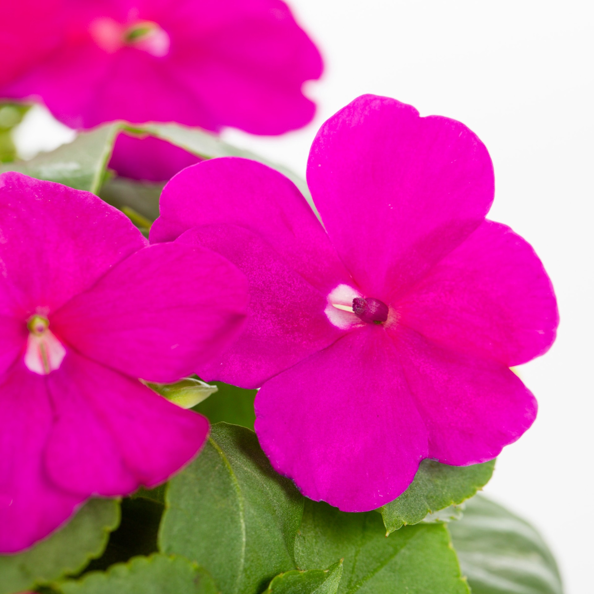 slide 2 of 6, Lowe's Multicolor Impatiens Pot, 1 ct