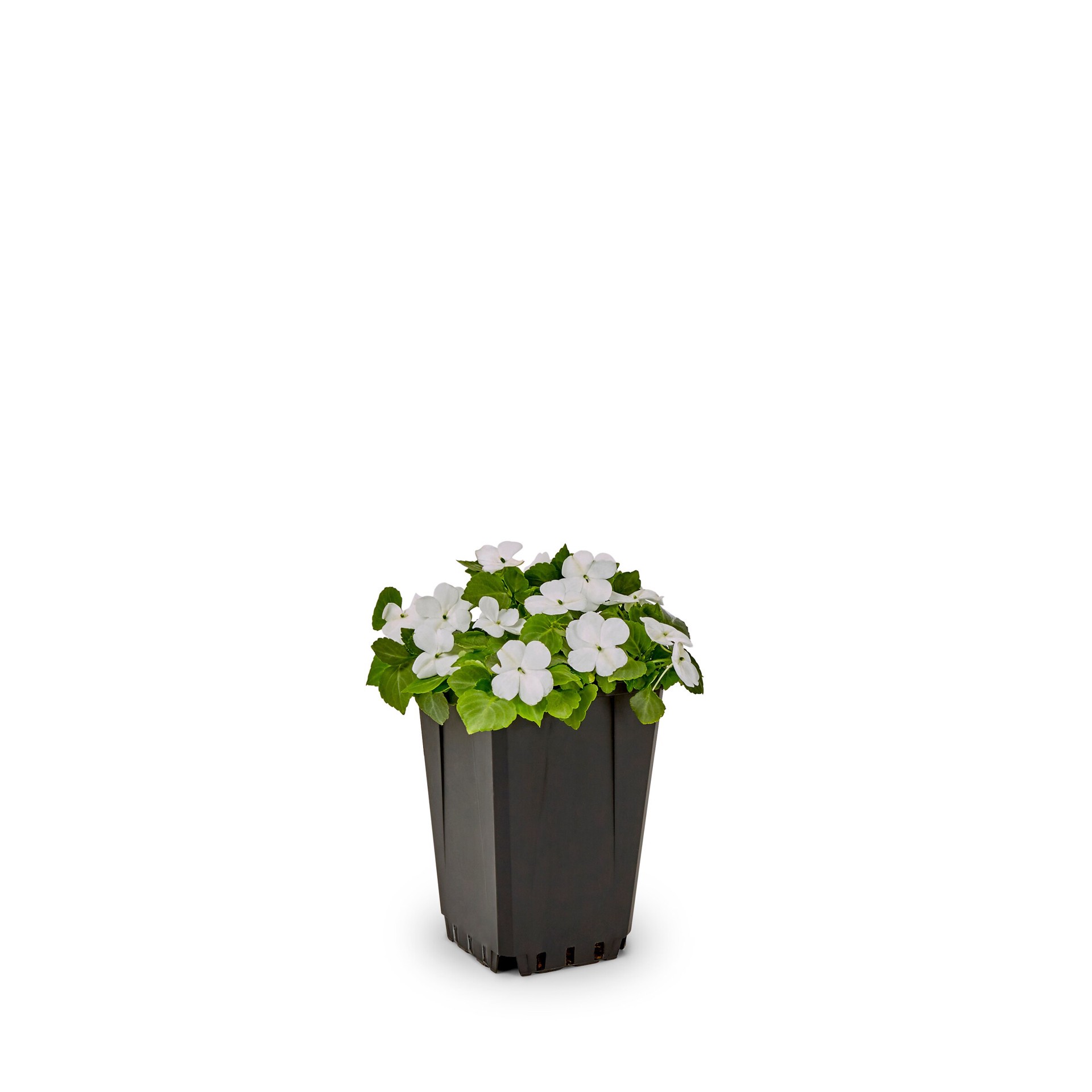 slide 5 of 6, Lowe's Multicolor Impatiens Pot, 1 ct