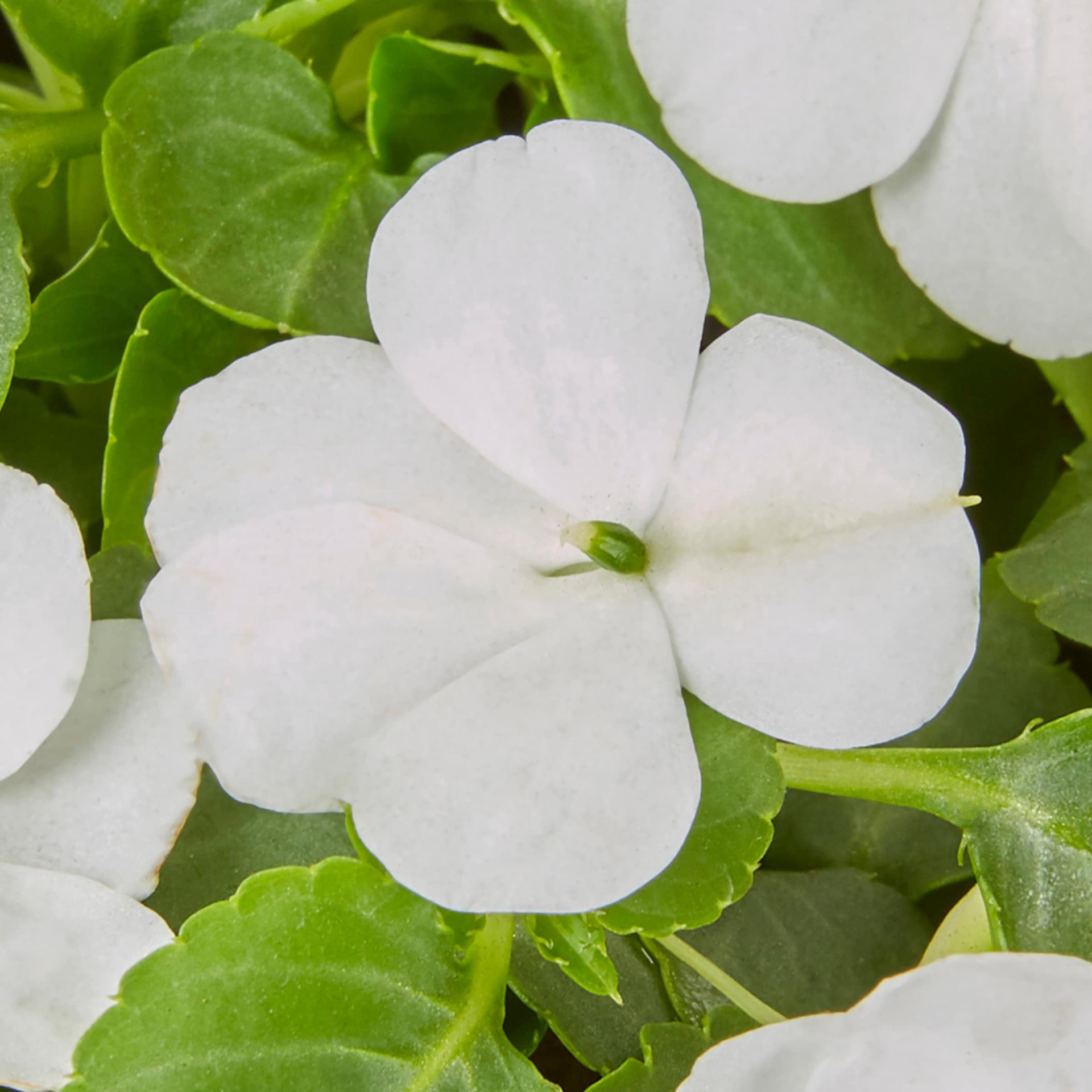 slide 6 of 6, Lowe's Multicolor Impatiens Pot, 1 ct