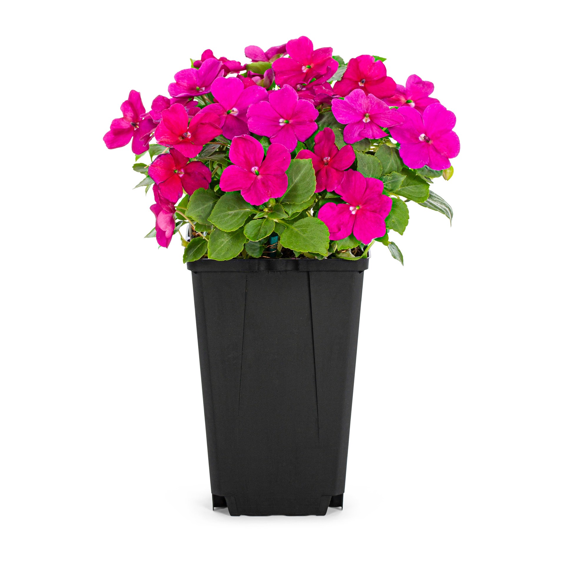 slide 1 of 6, Lowe's Multicolor Impatiens Pot, 1 ct