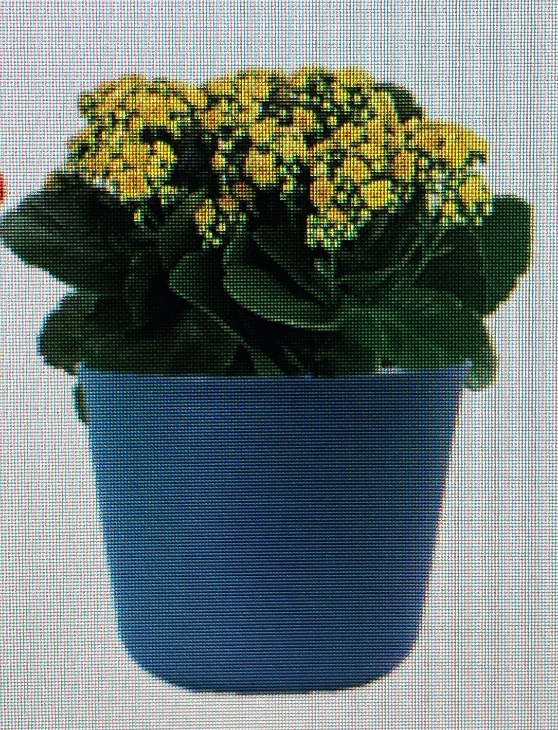 slide 1 of 1, Lowe's Mixed Flowering Kalanchoe House plant in 1 Quart(s) Pot 1.0 -Pack, 1 ct