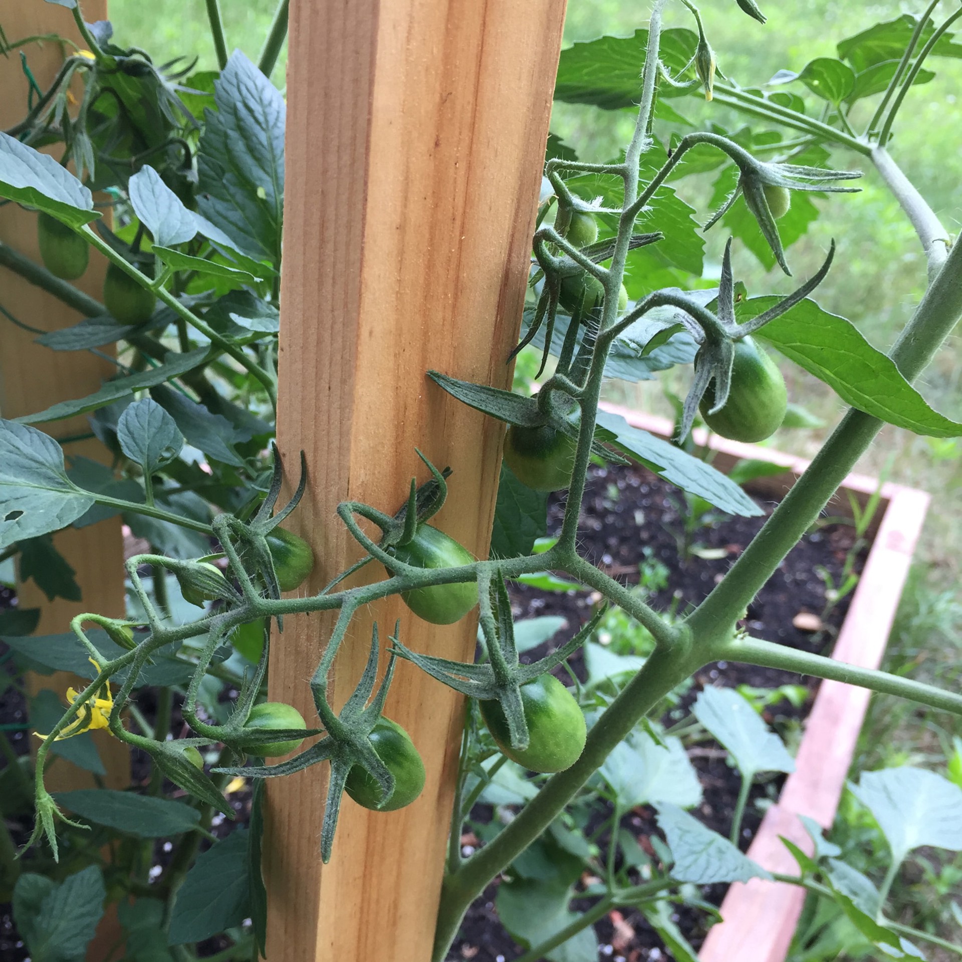 slide 2 of 6, 12 -Pack 24.0-in Wood Multipurpose Landscape Stake, 1 ct