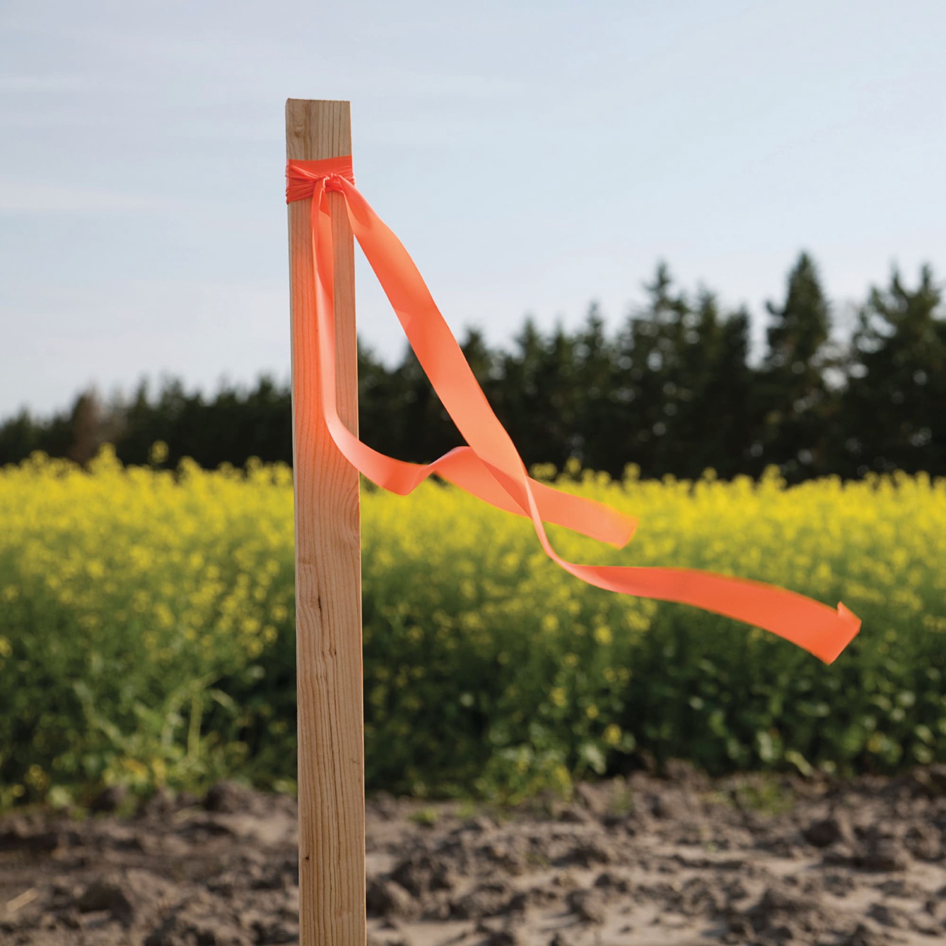 slide 6 of 6, 12 -Pack 24.0-in Wood Multipurpose Landscape Stake, 1 ct