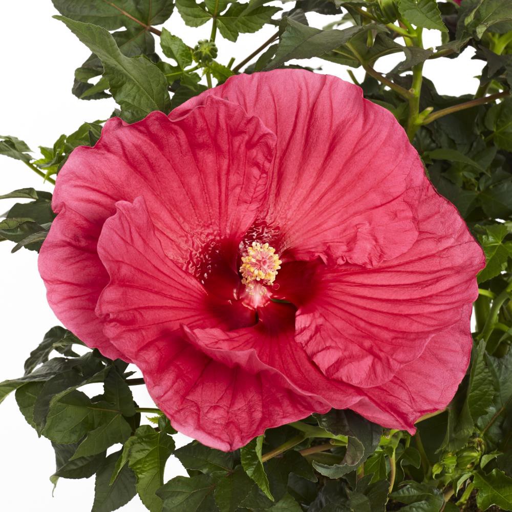 slide 1 of 1, Lowe's Braided Hibiscus Flowering Shrub in -Quart Planter with Pink Blooms, 1 ct
