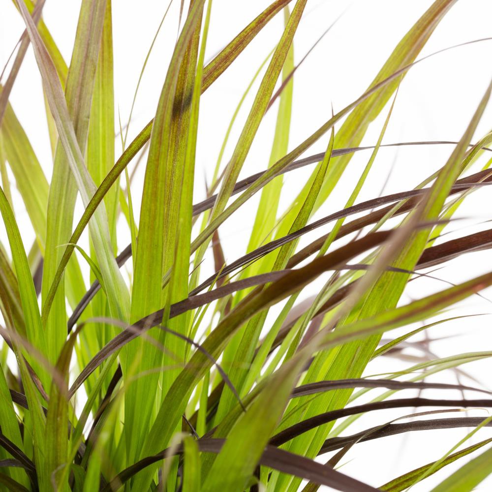 slide 2 of 2, Lowe's Red Purple Fountain Grass Plant in 1.5-Gallon (s) Planter, 1 ct