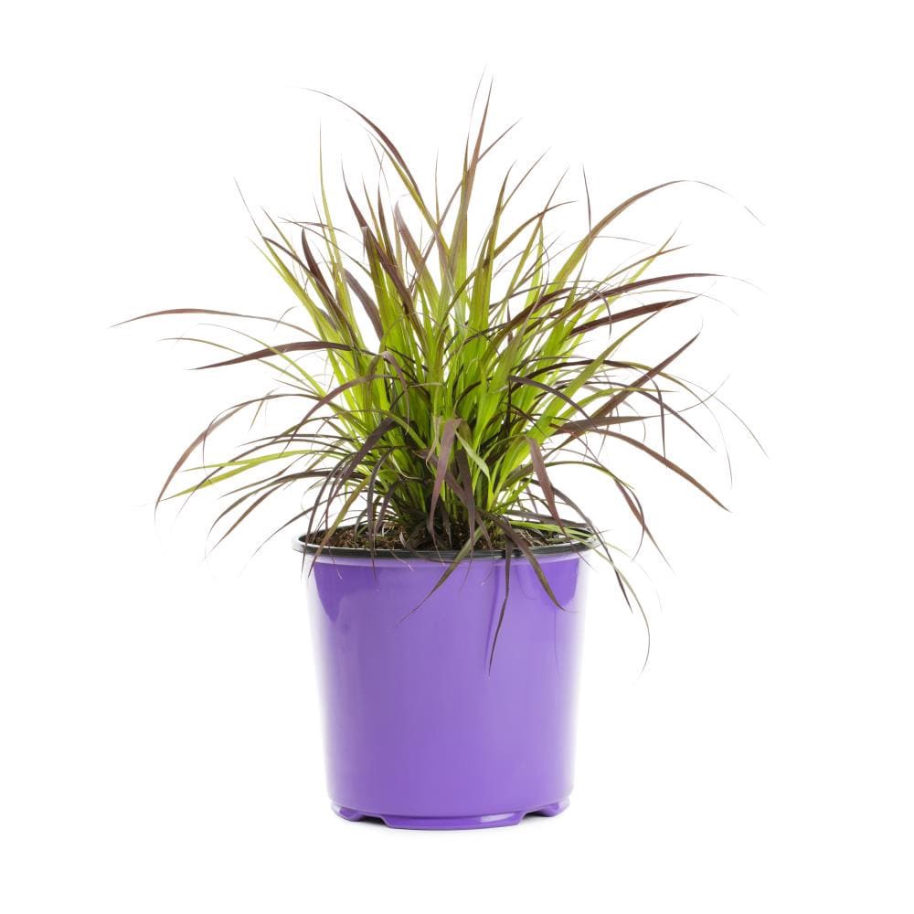 slide 1 of 2, Lowe's Red Purple Fountain Grass Plant in 1.5-Gallon (s) Planter, 1 ct