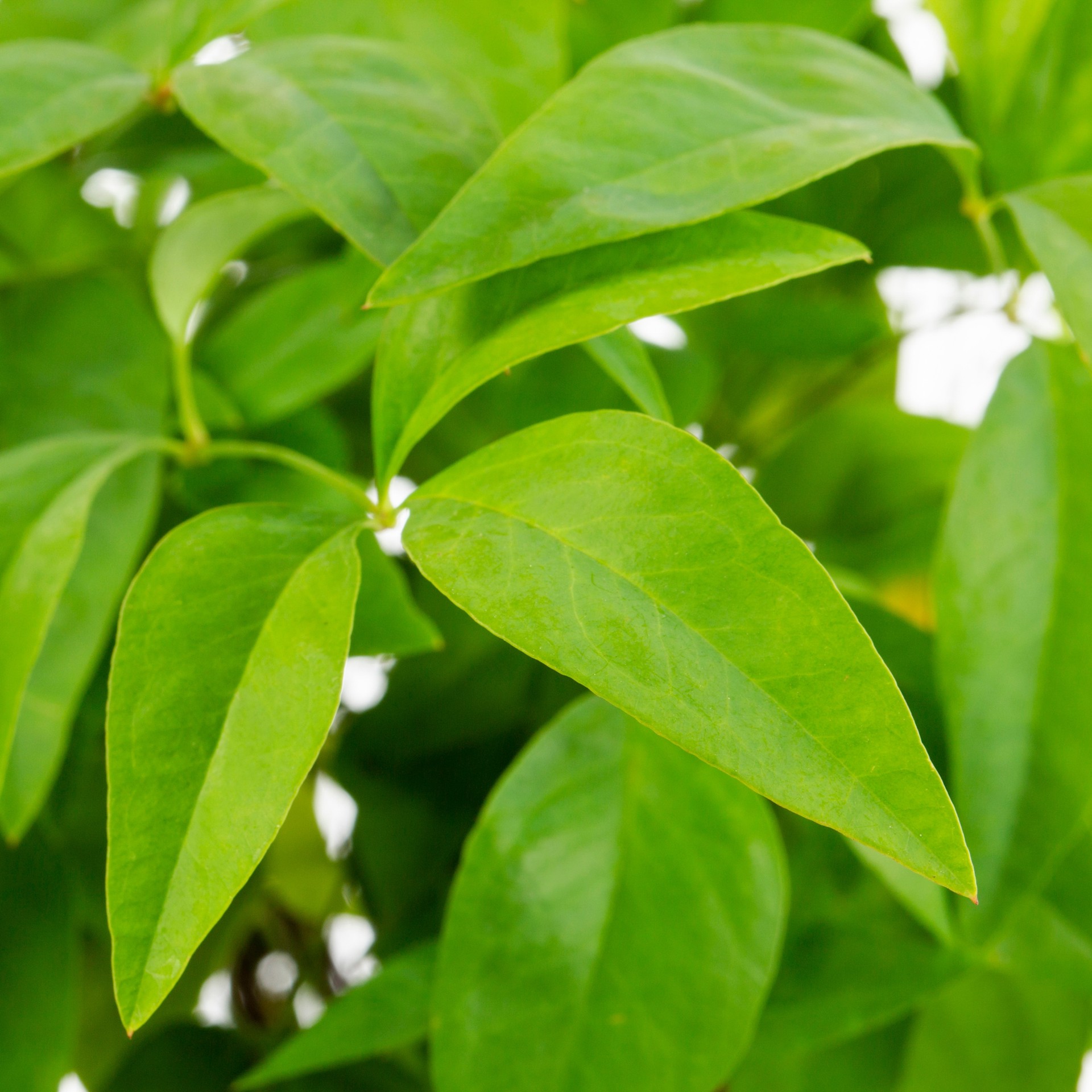 slide 2 of 2, Lowe's Firepower Dwarf Nandina Shrub in 2.5-Quart, 1 ct