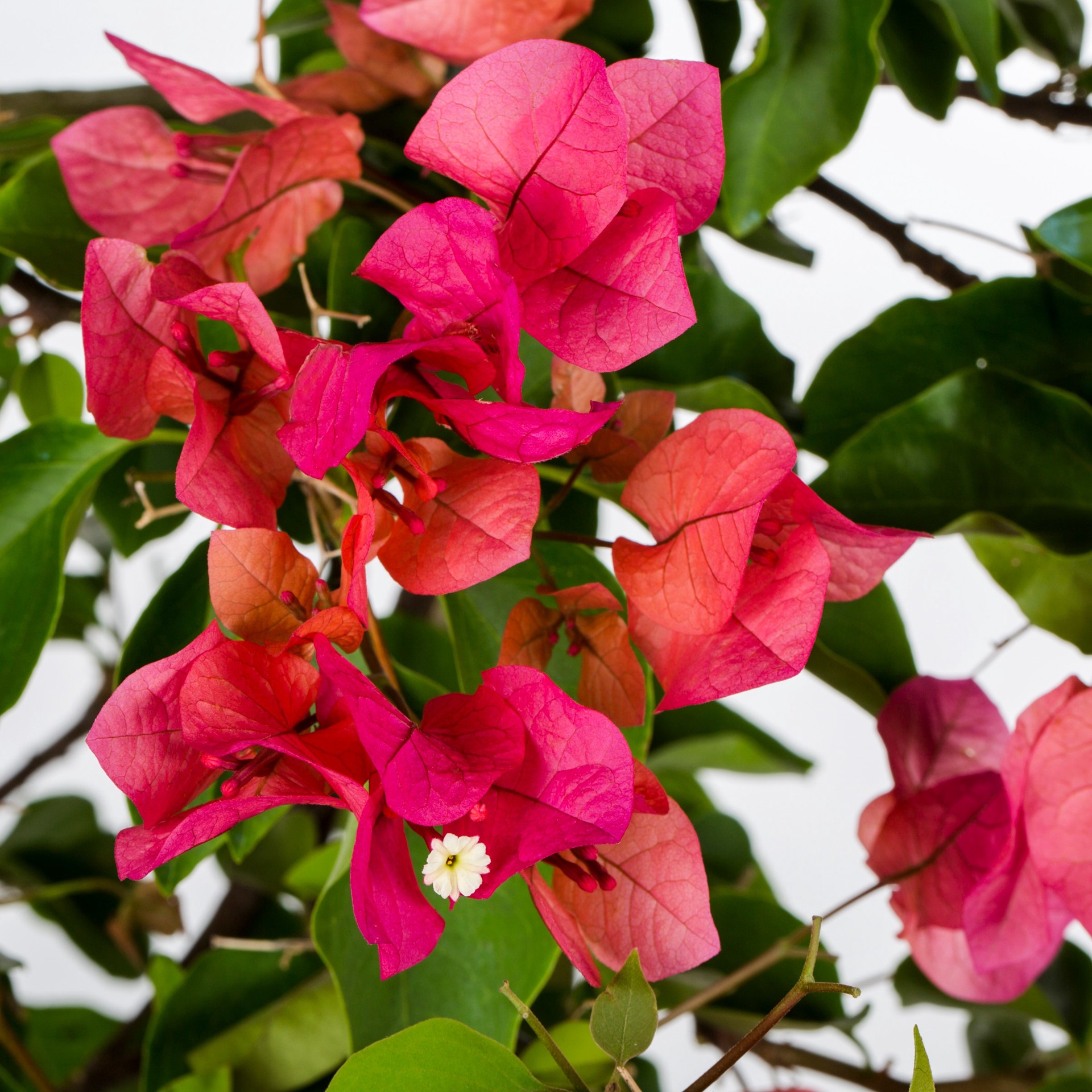slide 2 of 2, Lowe's Bougainvillea Shrub in 2.5-Quart, 1 ct