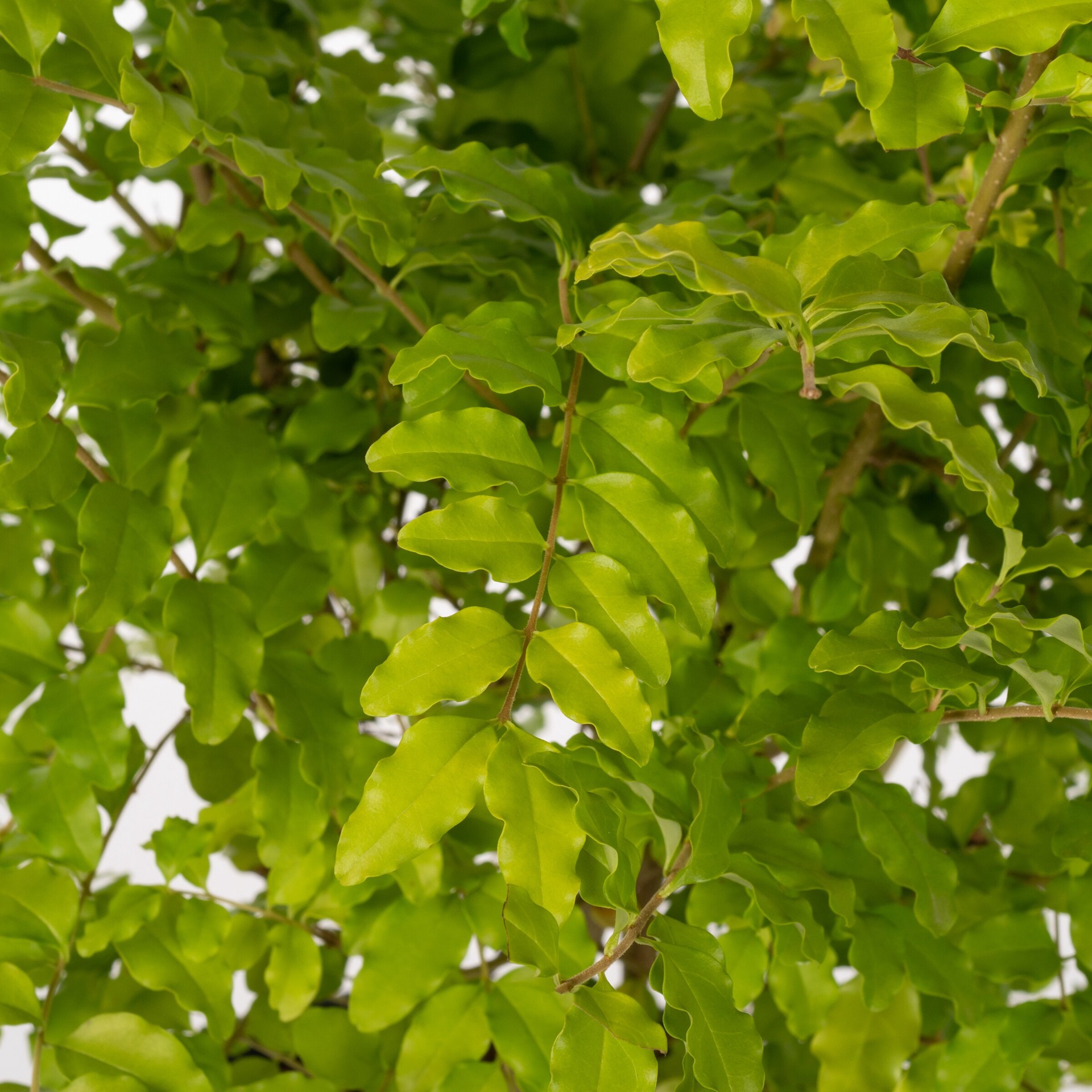 slide 2 of 2, Lowe's Sunshine Ligustrum Foundation/Hedge Shrub in 2.50 -Quart Pot 1.0 -Pack, 1 ct