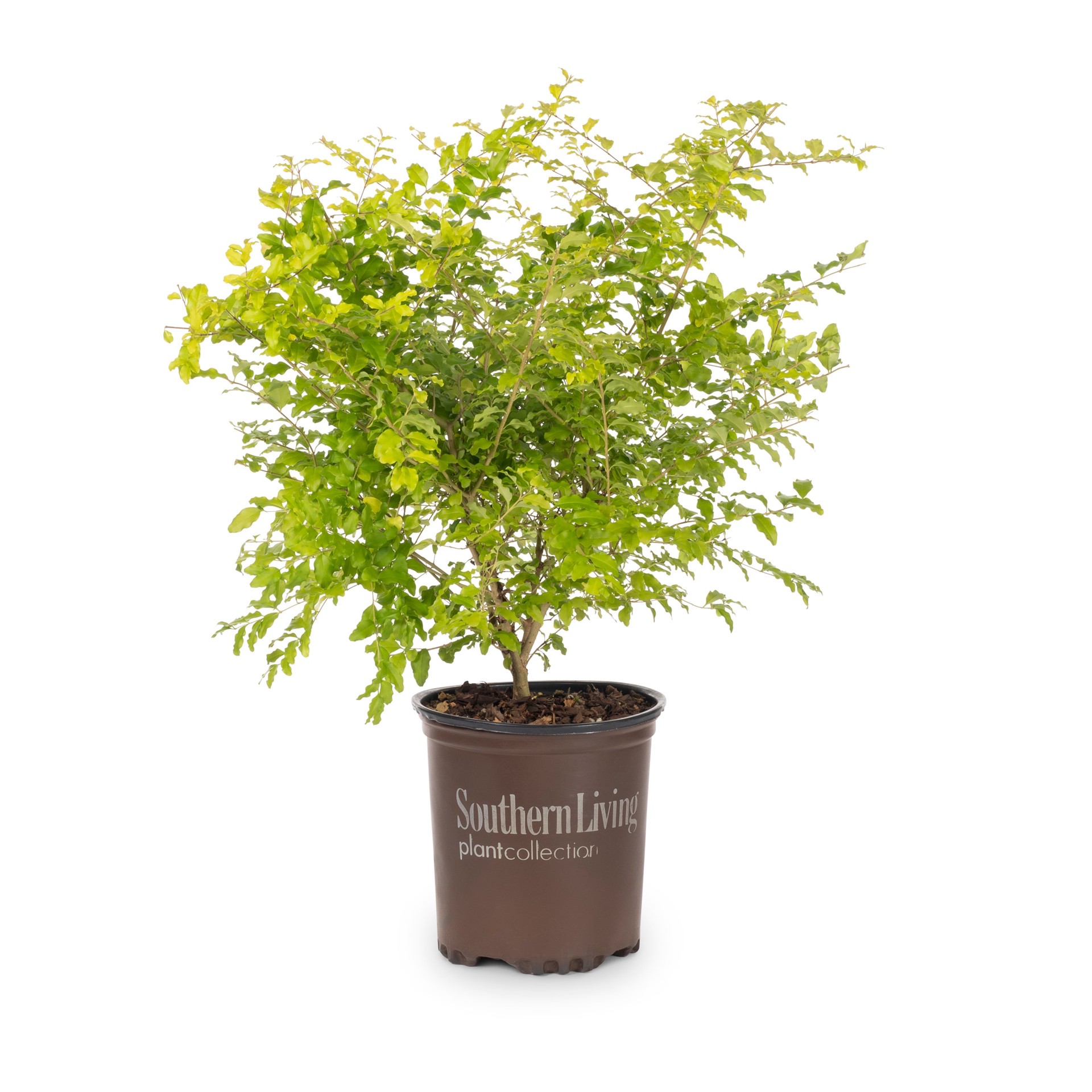 slide 1 of 2, Lowe's Sunshine Ligustrum Foundation/Hedge Shrub in 2.50 -Quart Pot 1.0 -Pack, 1 ct