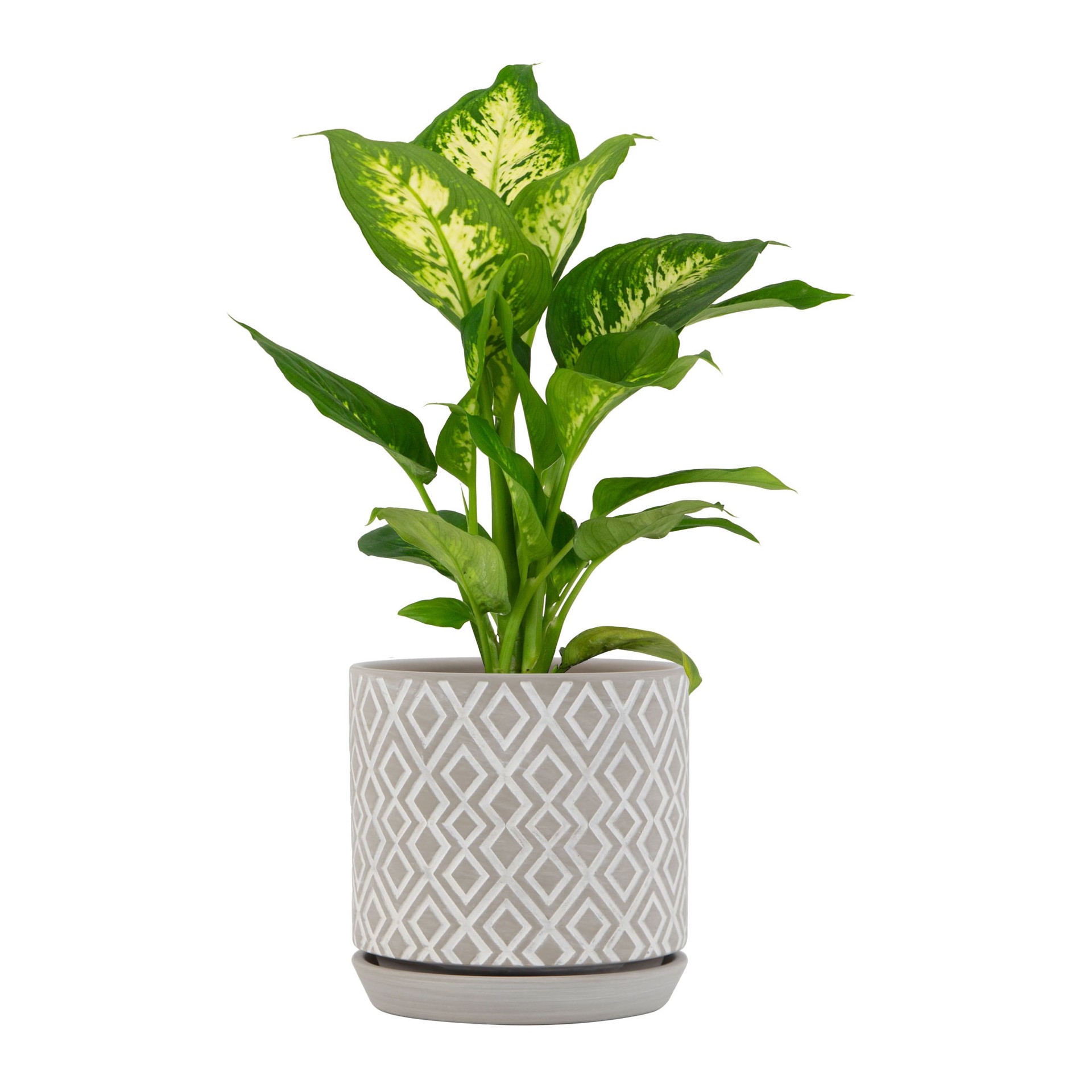 slide 3 of 6, allen + roth Round 5.91-in W x 5.91-in L Gray Ceramic Indoor Planter, 1 ct