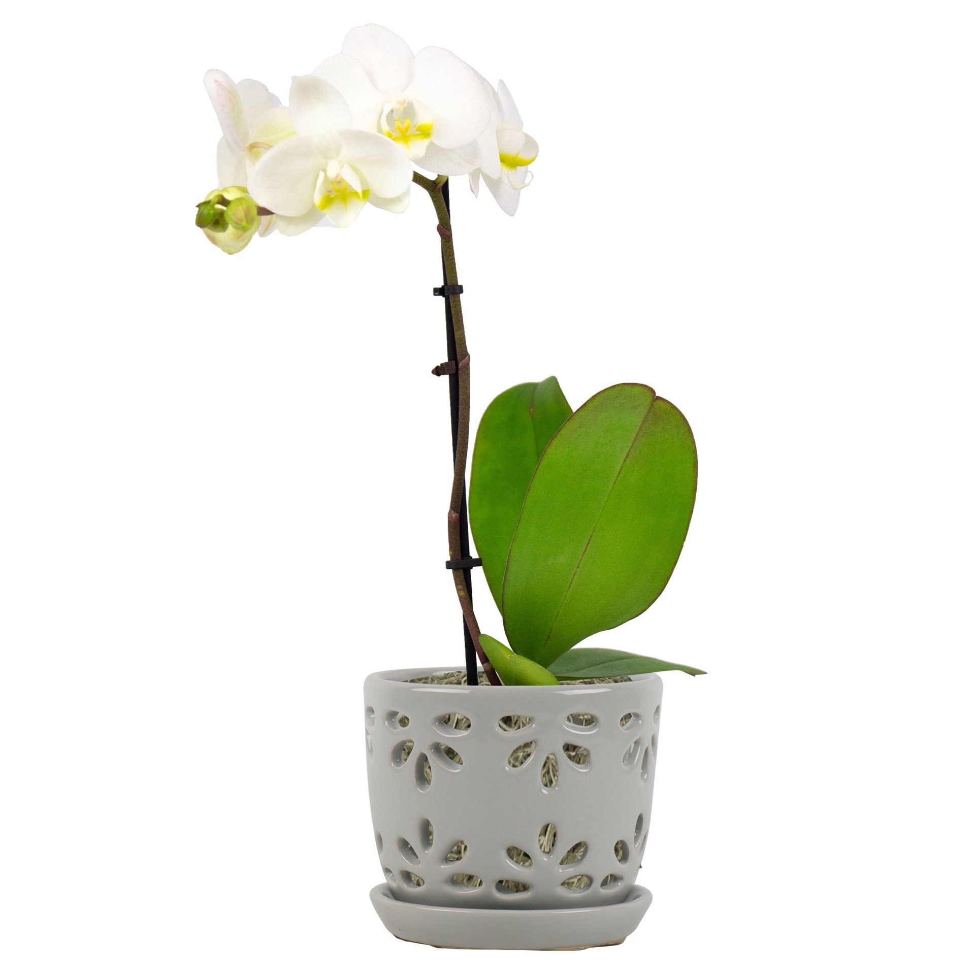 slide 3 of 6, allen + roth Round 6.02-in W x 6.02-in L Gray Ceramic Indoor Orchid basket, 1 ct