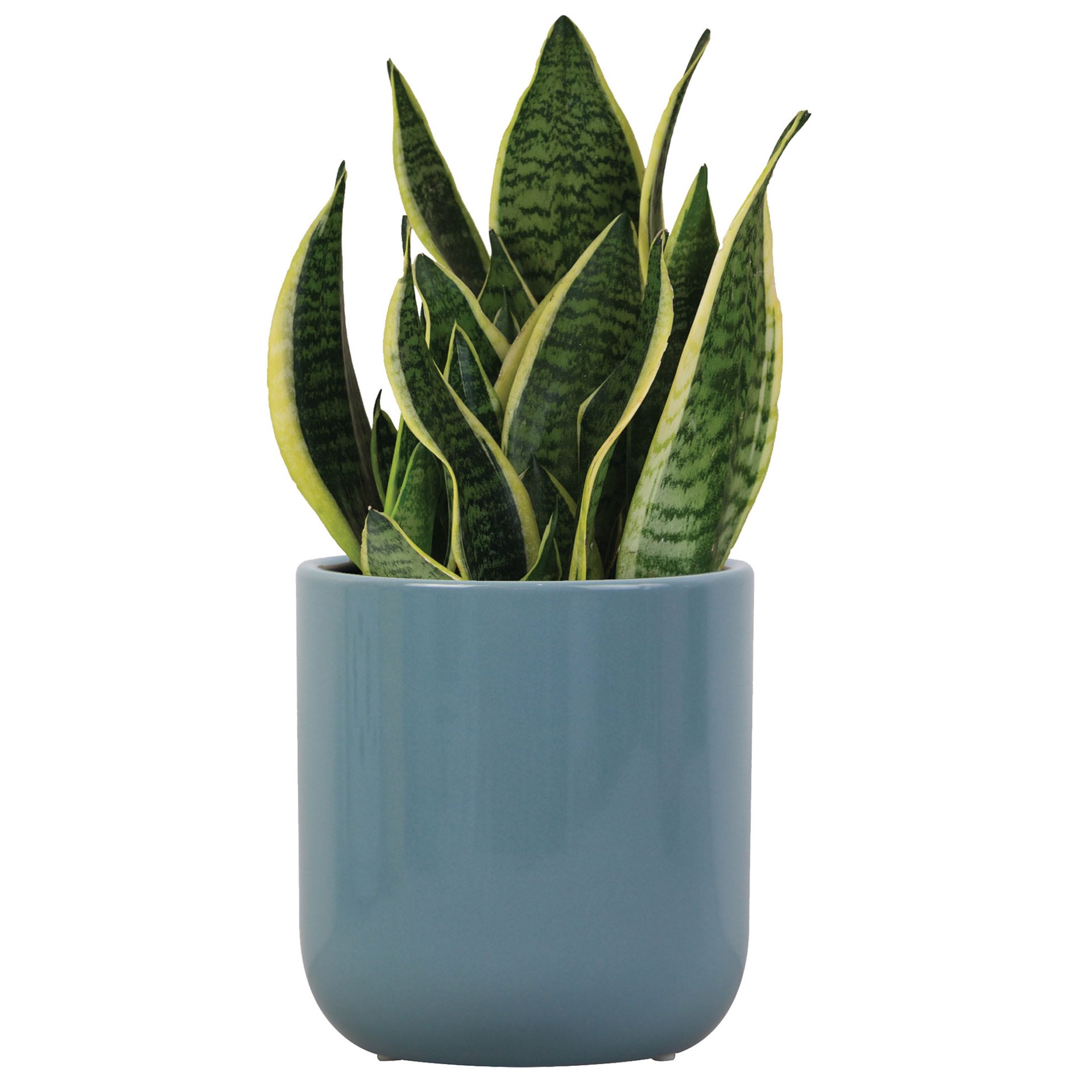 slide 3 of 6, allen + roth Round 6.7-in W x 6.7-in L Blue Ceramic Indoor Planter, 1 ct