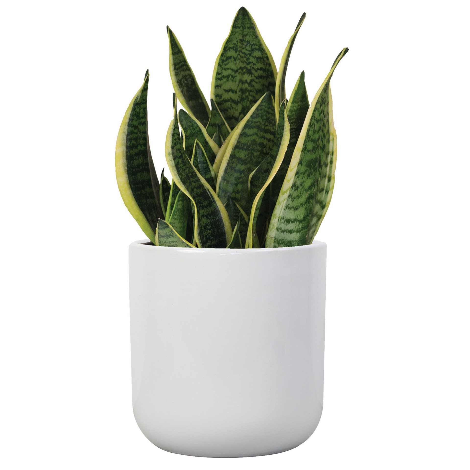 slide 3 of 6, allen + roth Round 6.7-in W x 6.7-in L White Ceramic Indoor Planter, 1 ct