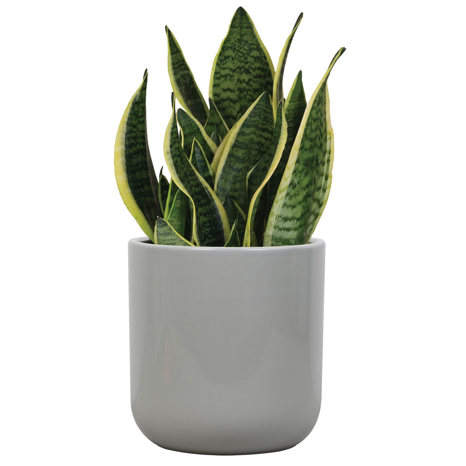 slide 3 of 6, allen + roth Round 6.7-in W x 6.7-in L Gray Ceramic Indoor Planter, 1 ct