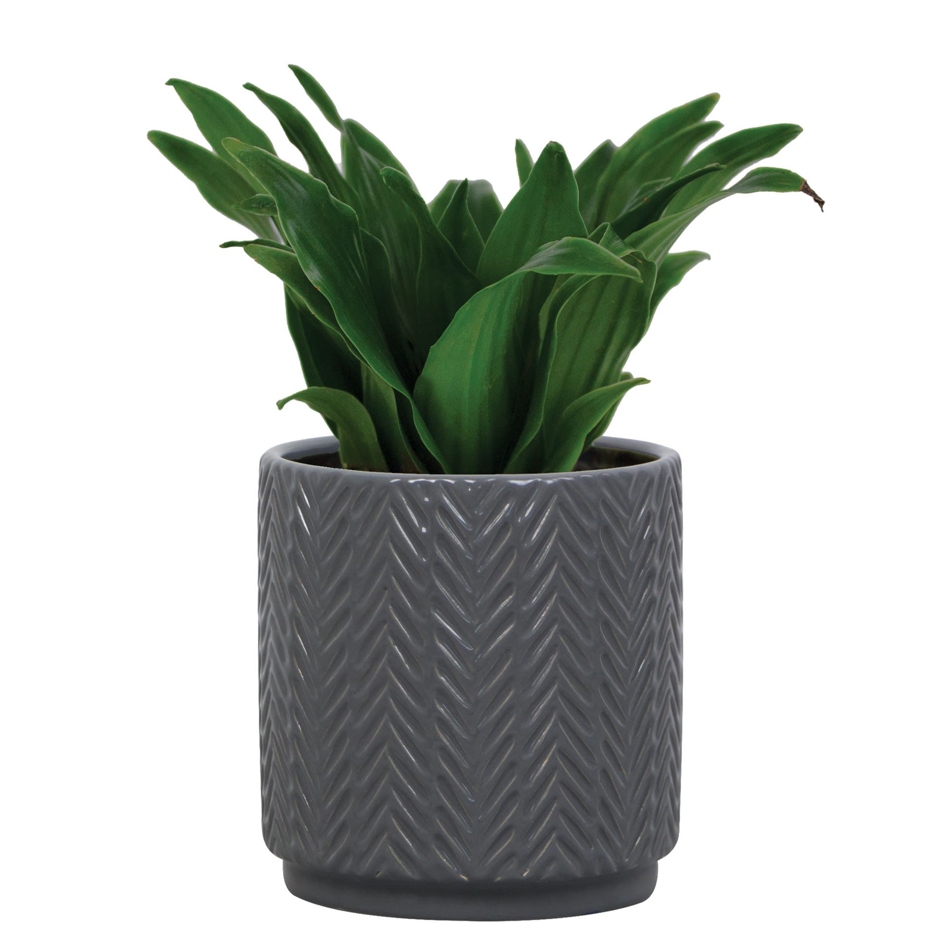slide 3 of 6, allen + roth Round 5.0-in W x 5.0-in L Black Ceramic Indoor Planter, 1 ct