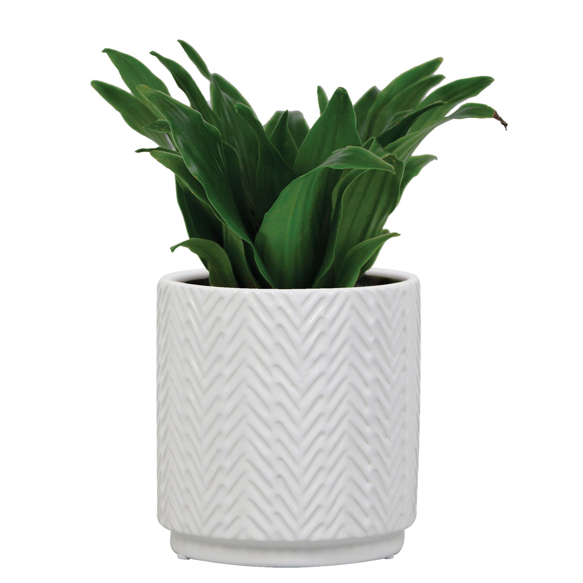 slide 3 of 6, allen + roth Round 5.0-in W x 5.0-in L White Ceramic Indoor Planter, 1 ct
