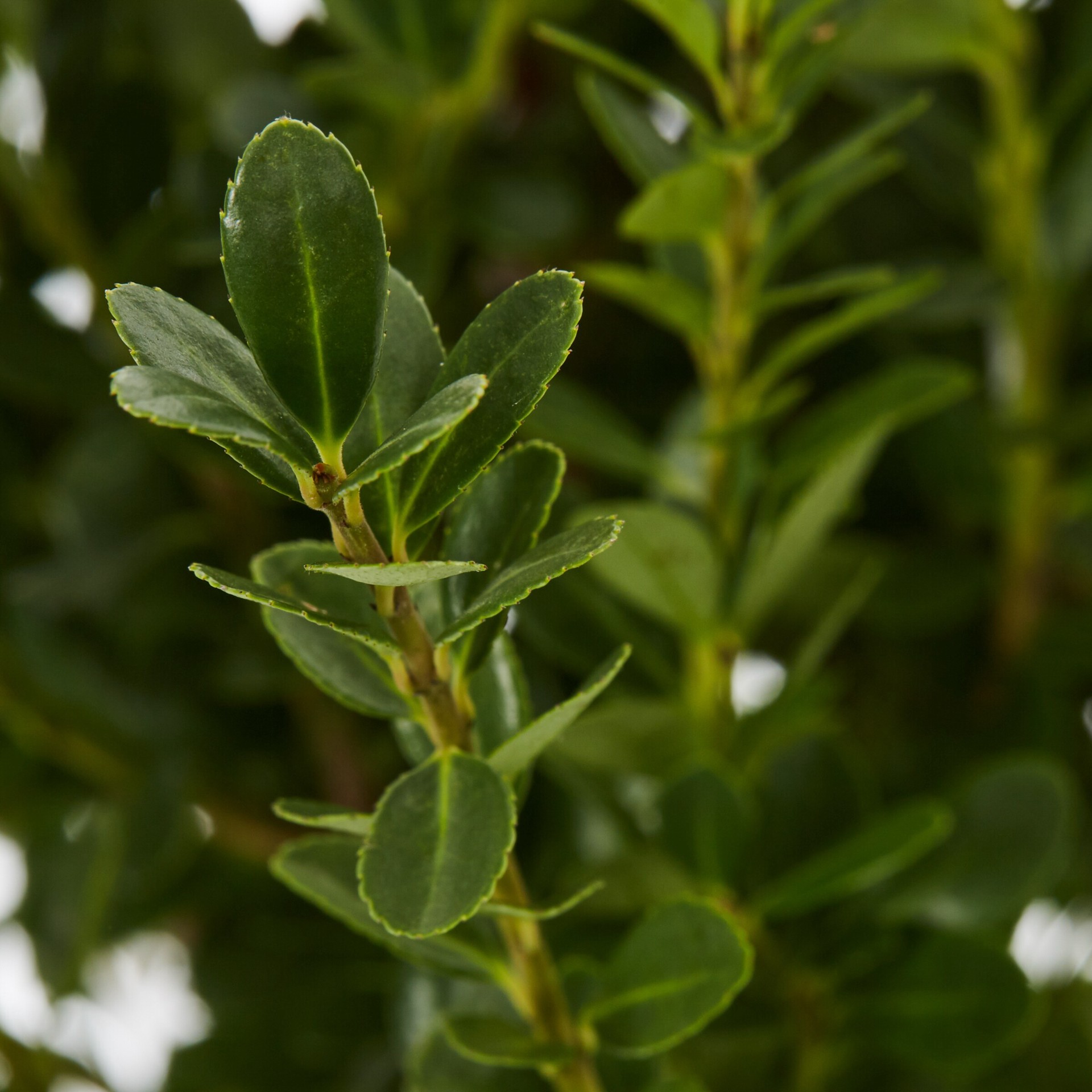 slide 2 of 2, Lowe's Japanese Holly Shrub in 2.5 -Quart, 1 ct