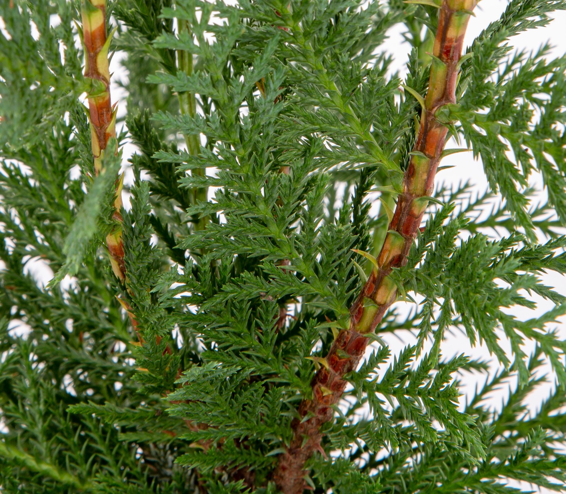 slide 2 of 3, Lowe's Leyland Cypress Screening Shrub in 2.5 -Quart Pot, 1 ct