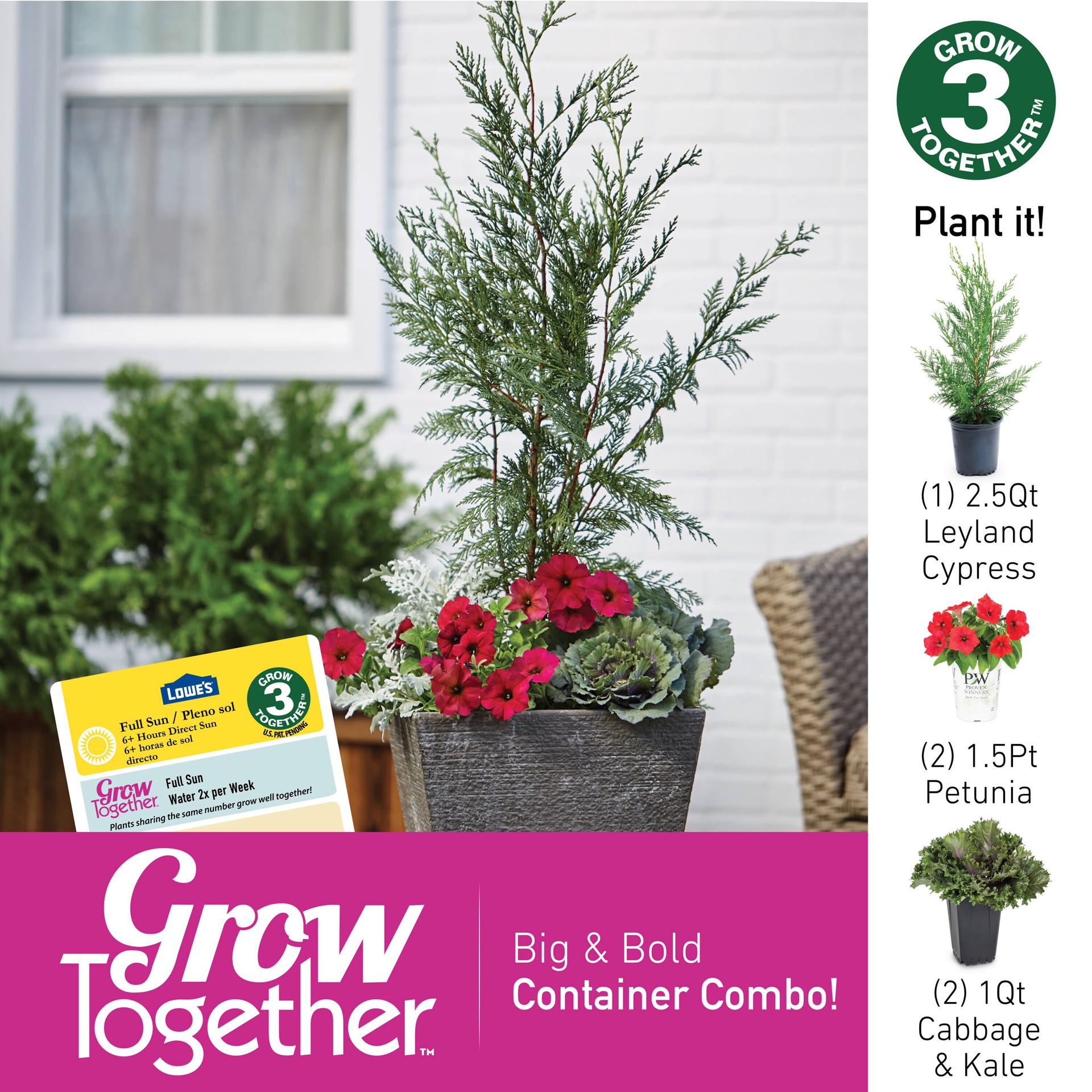 slide 3 of 3, Lowe's Leyland Cypress Screening Shrub in 2.5 -Quart Pot, 1 ct