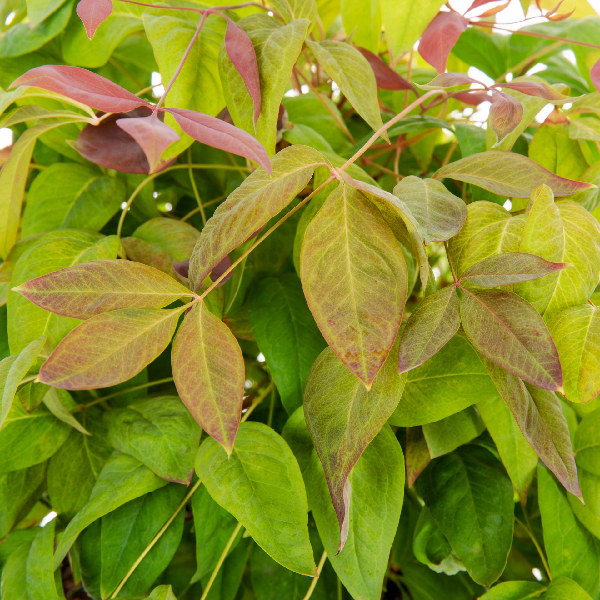 slide 2 of 4, Lowe's Heavenly Bamboo Accent Shrub in 2.5 -Quart Pot 1 -Pack, 1 ct