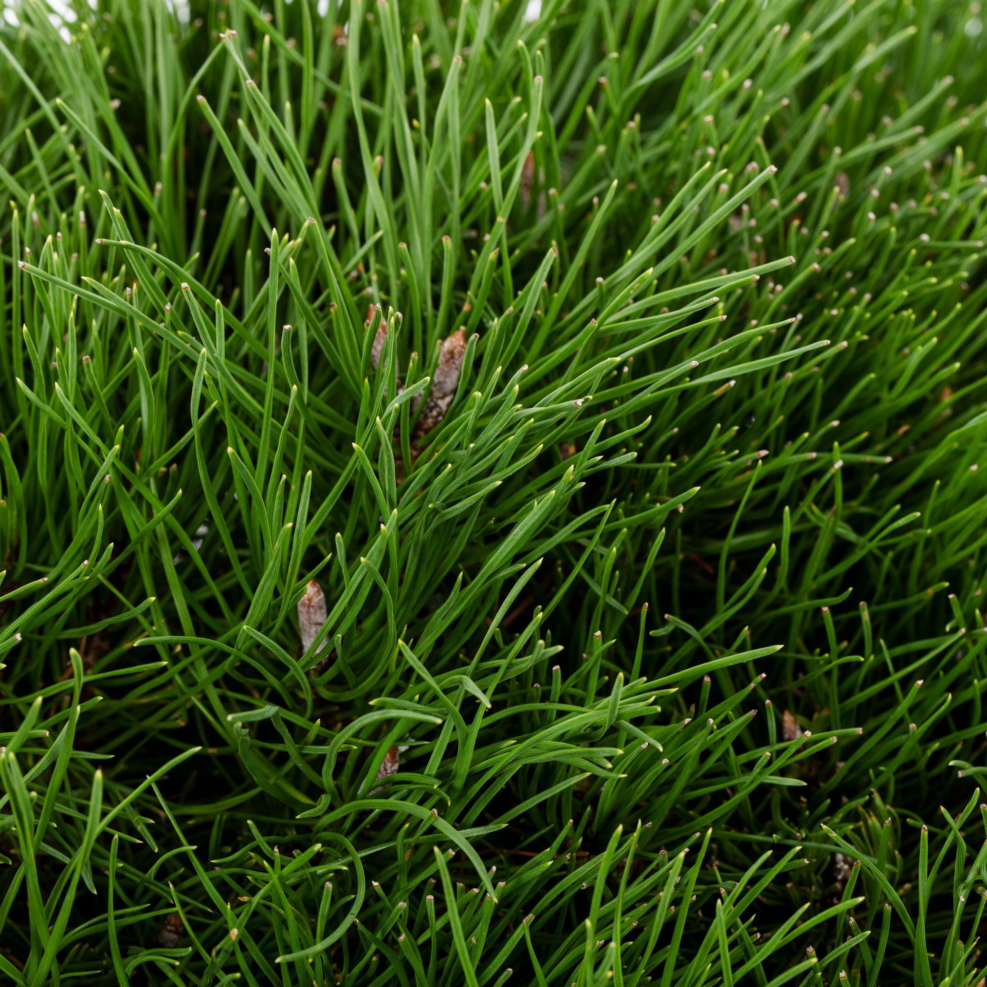 slide 2 of 2, Lowe's Mugo Pine Screening Shrub in 2.25 -Gallon Pot, 1 ct