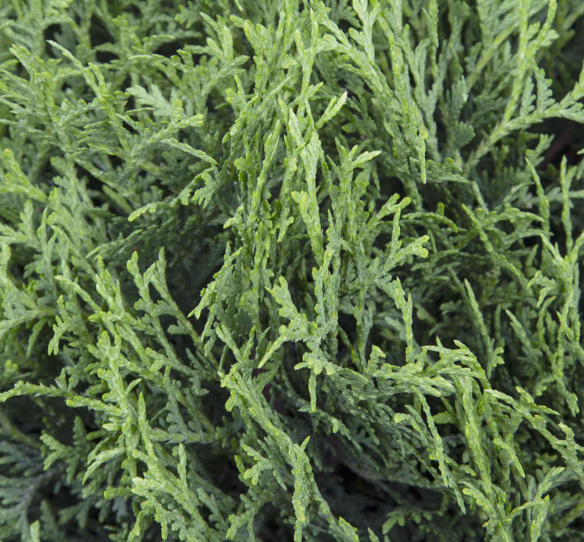 slide 2 of 4, Lowe's Emerald Green Arborvitae Screening Shrub in 2.25 -Gallon Pot 1 -Pack, 1 ct