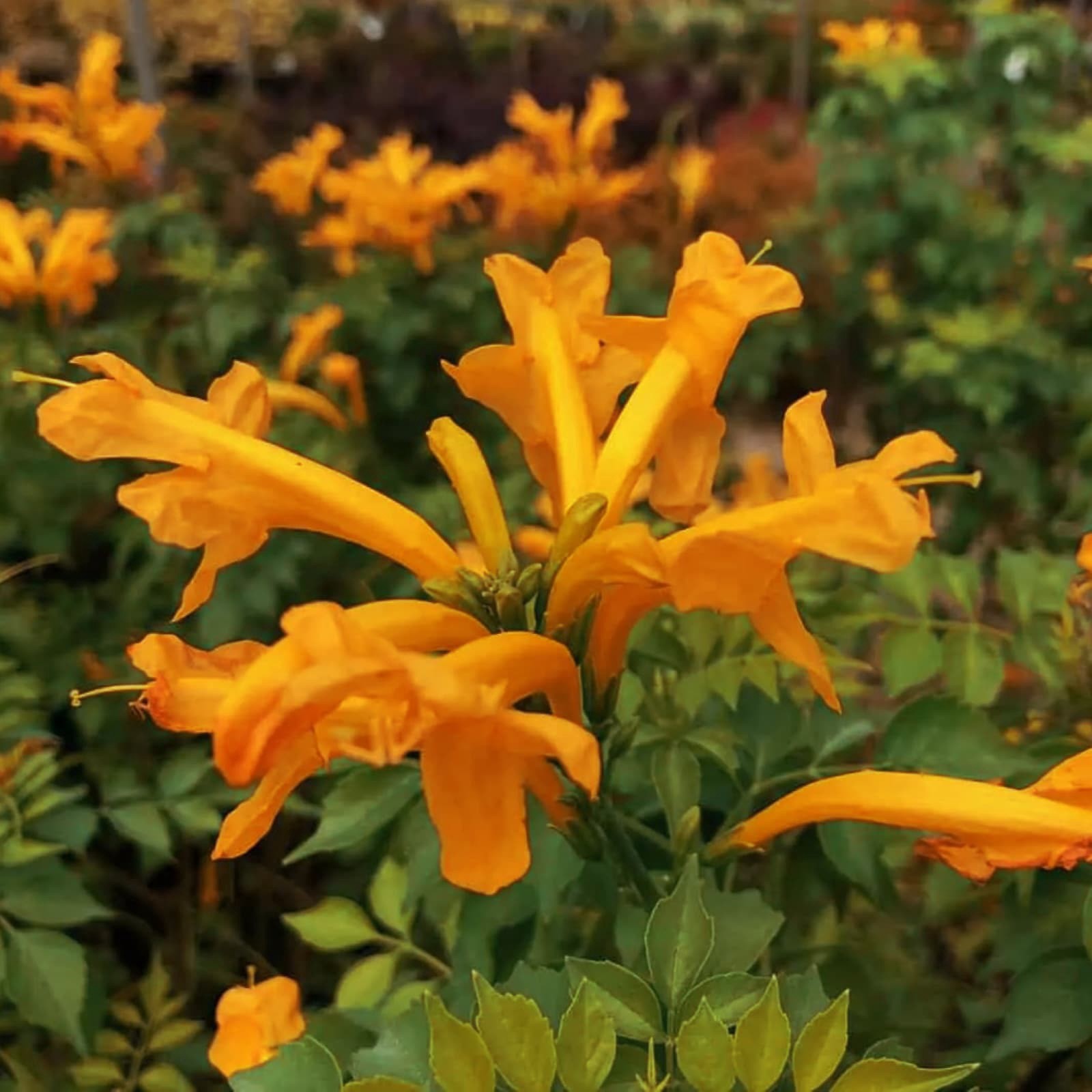 slide 2 of 4, Lowe's Cape Honeysuckle Flowering Shrub in 3.25 -Gallon Planter 1 -Pack with Orange Blooms, 1 ct