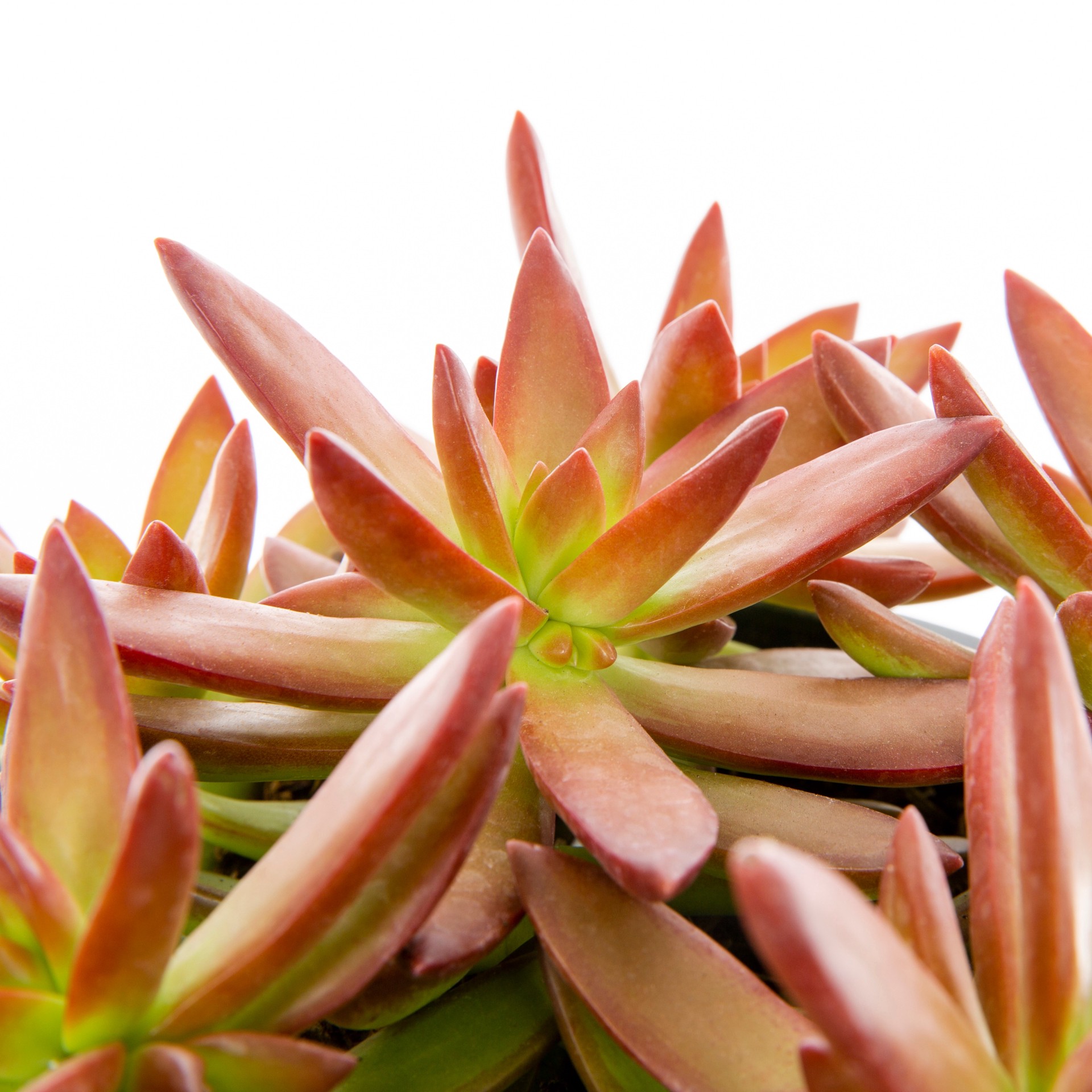 slide 2 of 6, Lowe's Succulent in 2.5-Quart Pot, 1 ct