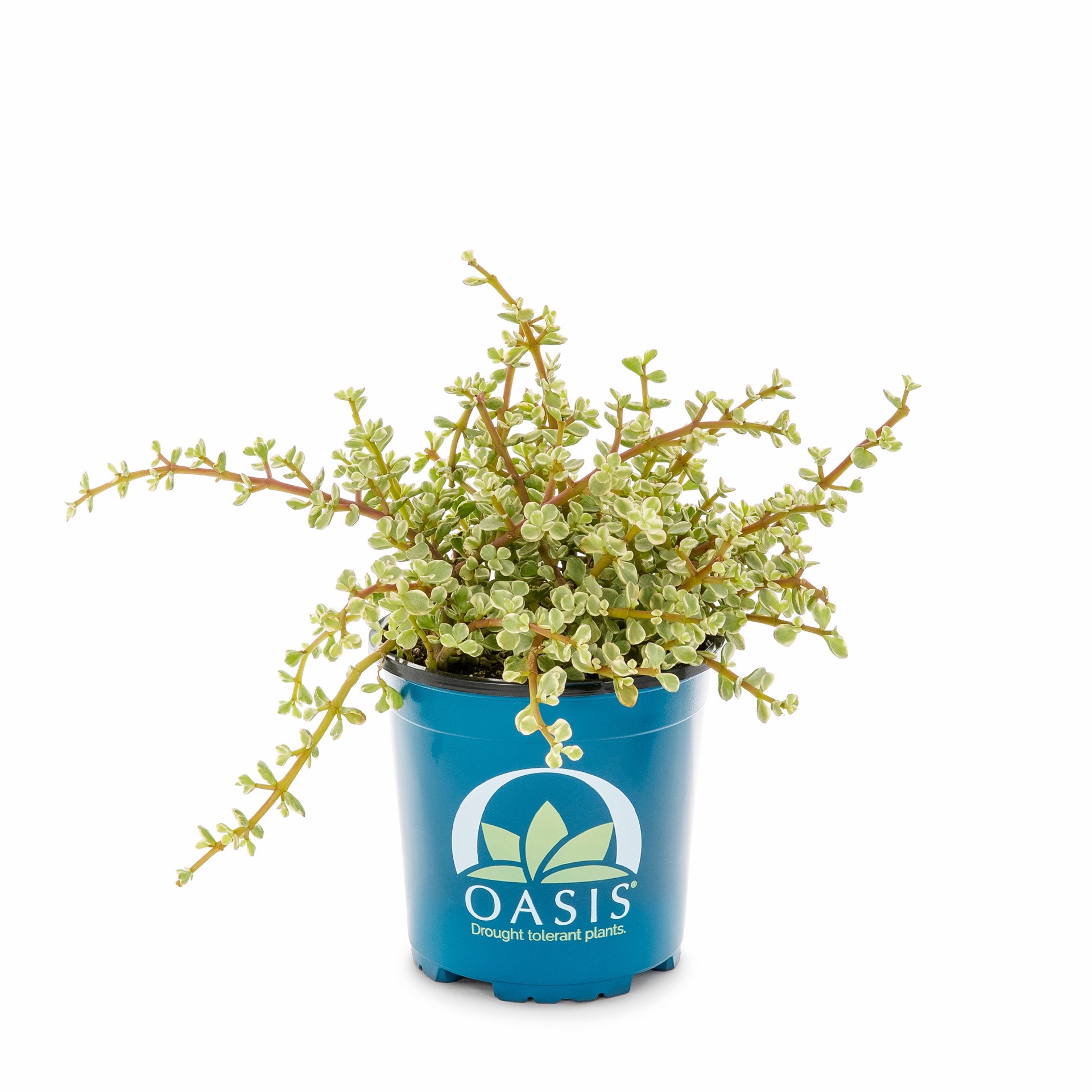 slide 3 of 6, Lowe's Succulent in 2.5-Quart Pot, 1 ct