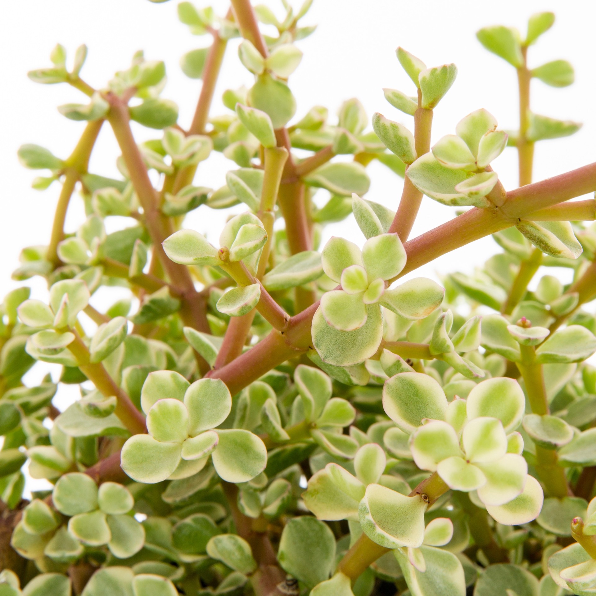 slide 4 of 6, Lowe's Succulent in 2.5-Quart Pot, 1 ct