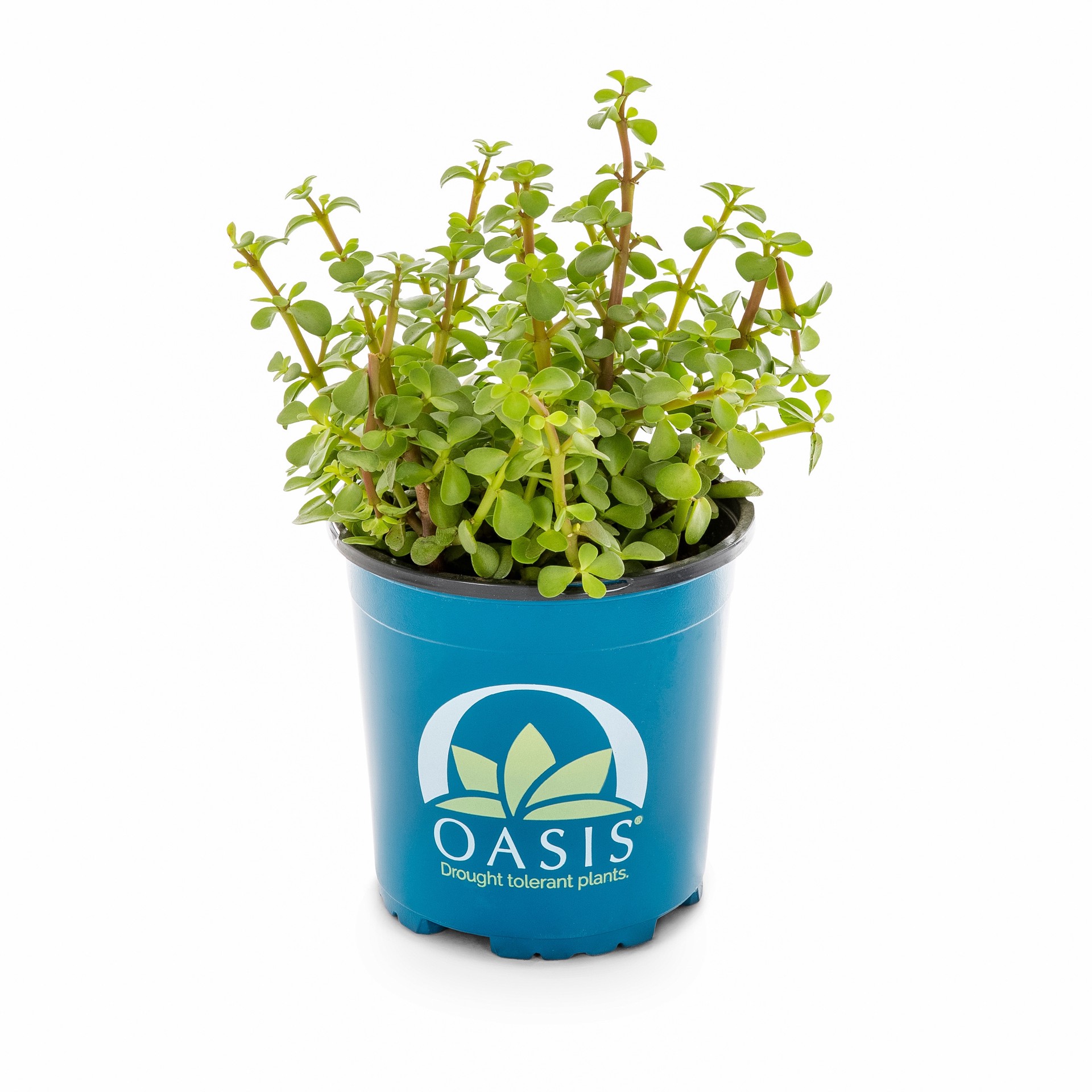 slide 5 of 6, Lowe's Succulent in 2.5-Quart Pot, 1 ct