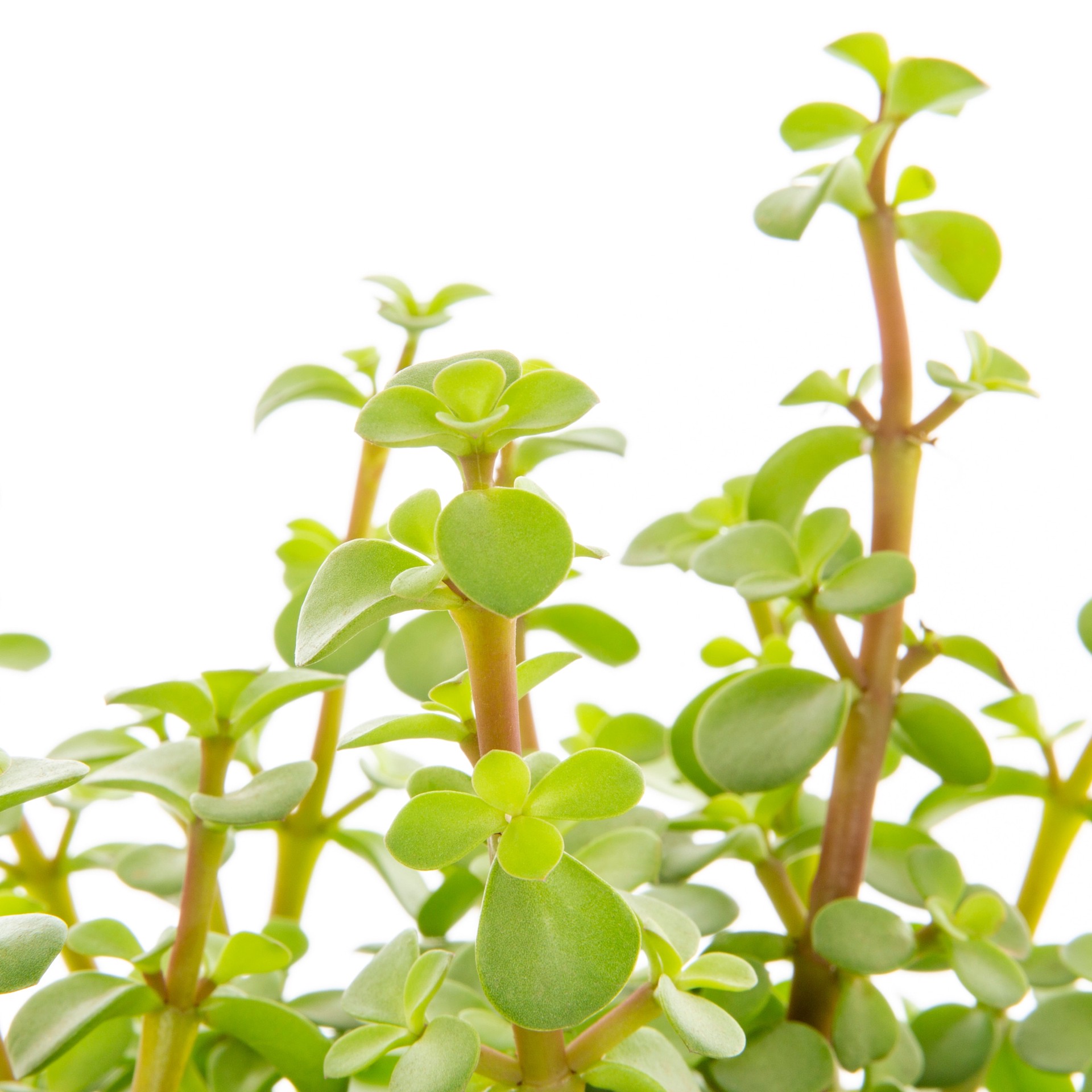 slide 6 of 6, Lowe's Succulent in 2.5-Quart Pot, 1 ct