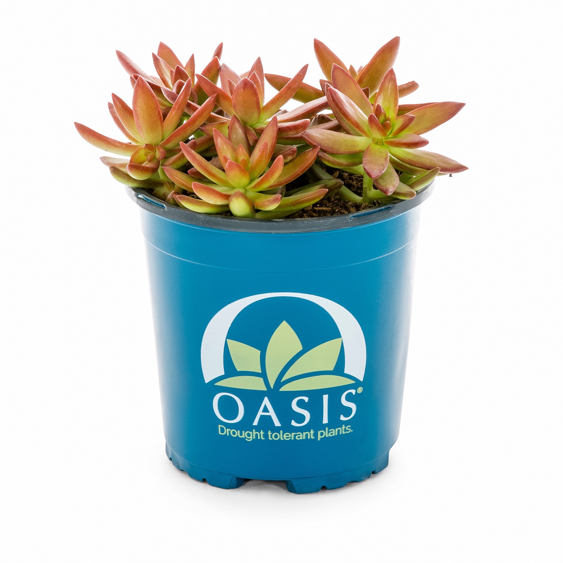 slide 1 of 6, Lowe's Succulent in 2.5-Quart Pot, 1 ct