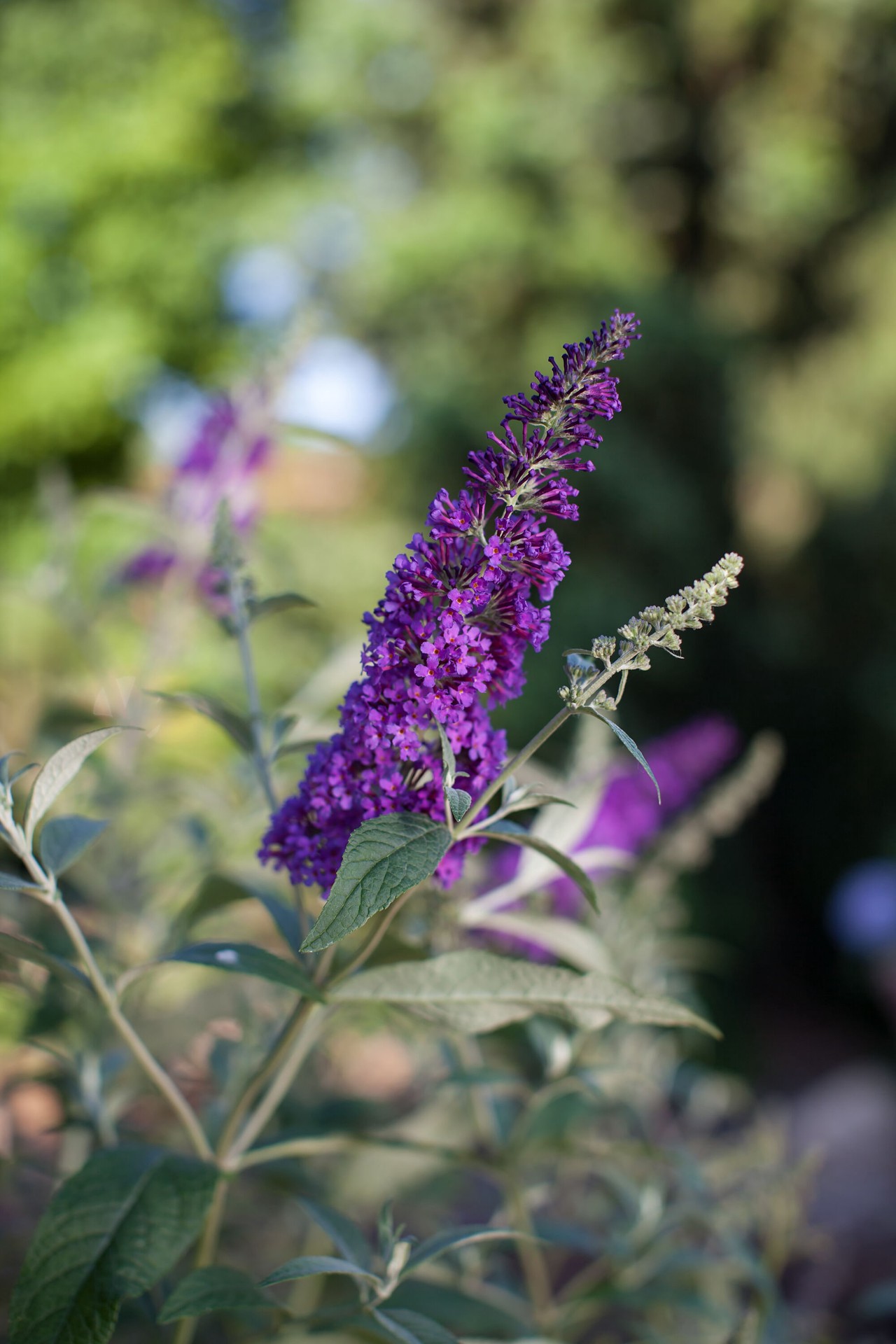 slide 2 of 6, Lowe's Psychedelic Sky Buddleia Flowering Shrub in 2 -Gallon Pot 1 -Pack with Purple Blooms, 1 ct