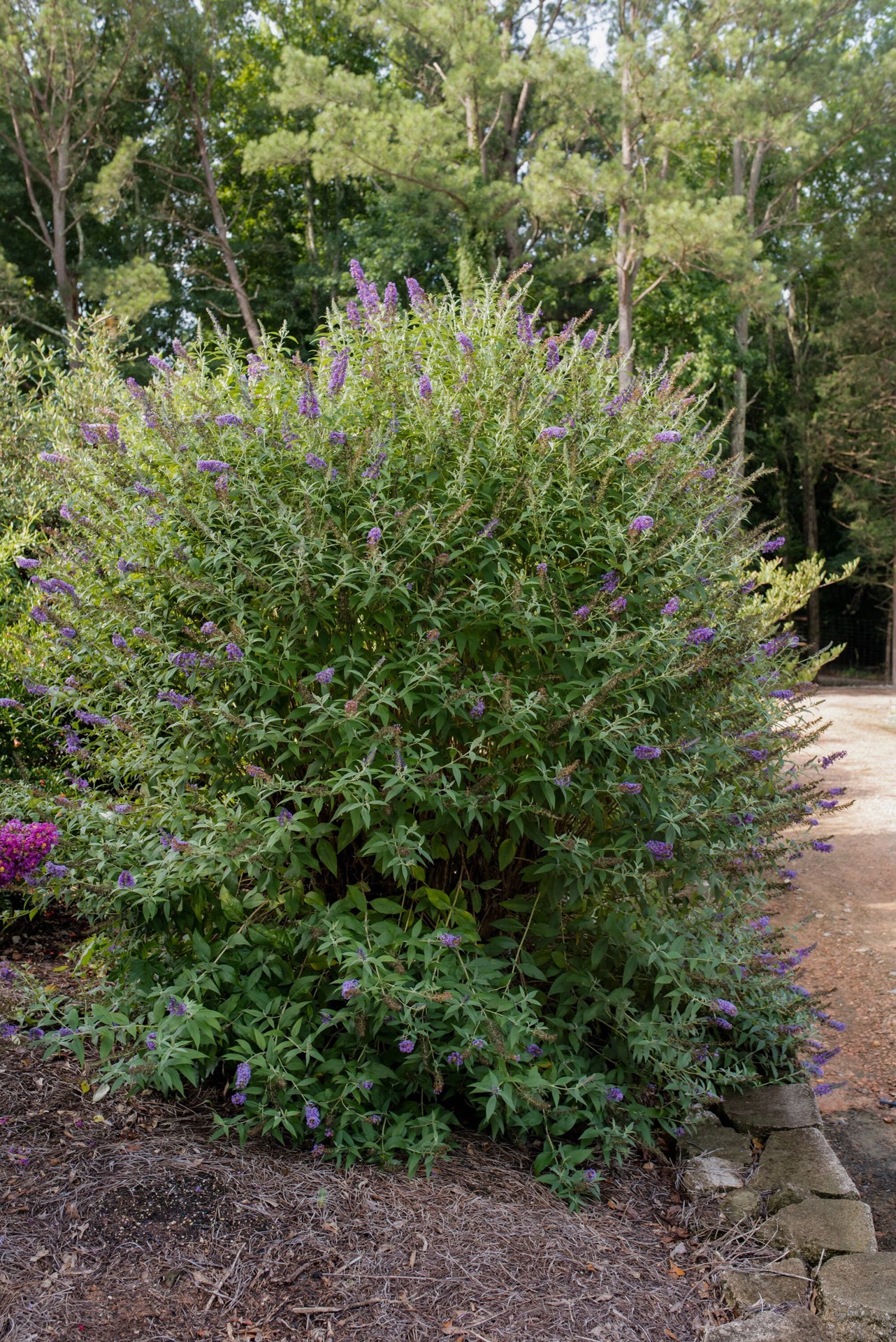 slide 3 of 6, Lowe's Psychedelic Sky Buddleia Flowering Shrub in 2 -Gallon Pot 1 -Pack with Purple Blooms, 1 ct
