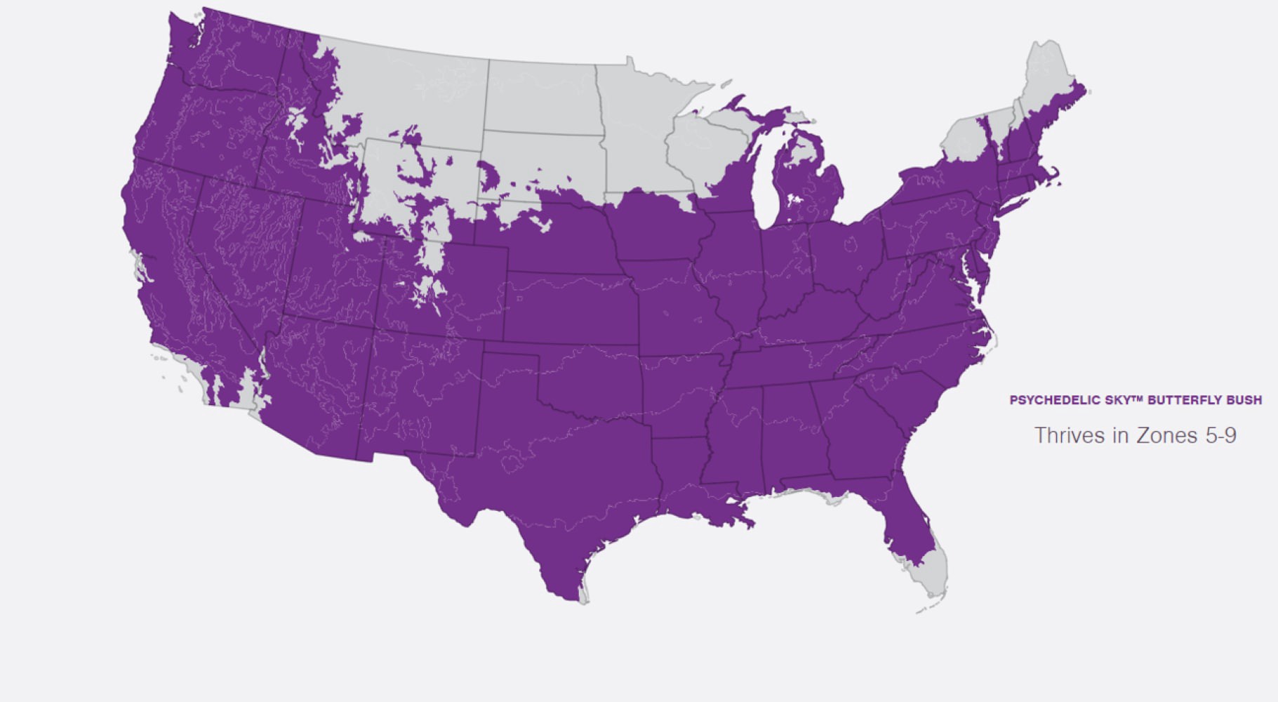 slide 4 of 6, Lowe's Psychedelic Sky Buddleia Flowering Shrub in 2 -Gallon Pot 1 -Pack with Purple Blooms, 1 ct