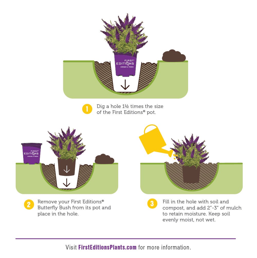 slide 5 of 6, Lowe's Psychedelic Sky Buddleia Flowering Shrub in 2 -Gallon Pot 1 -Pack with Purple Blooms, 1 ct