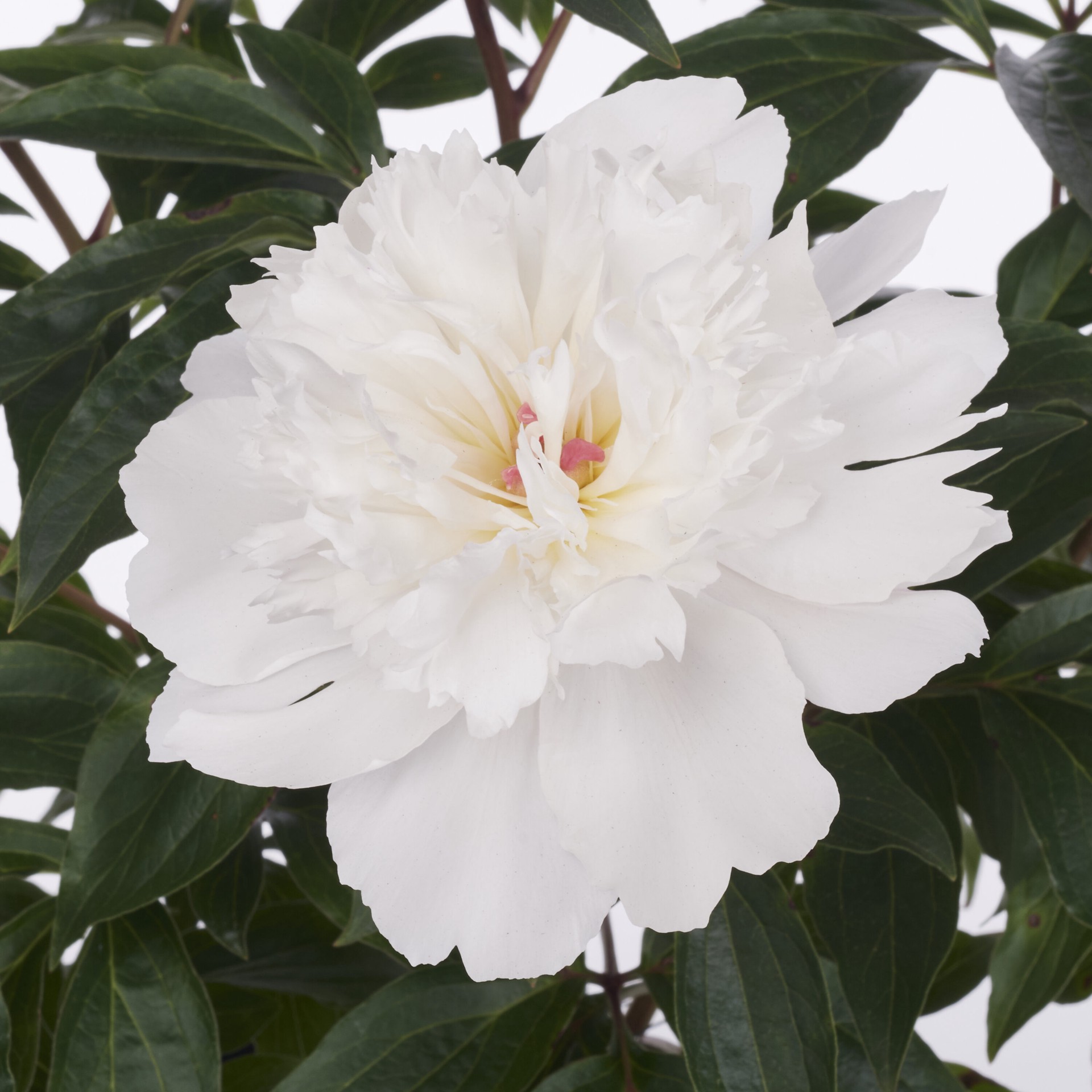 slide 2 of 4, Lowe's Multicolor Peony Plant in 1 -Gallon Pot 1 -Pack, 1 ct