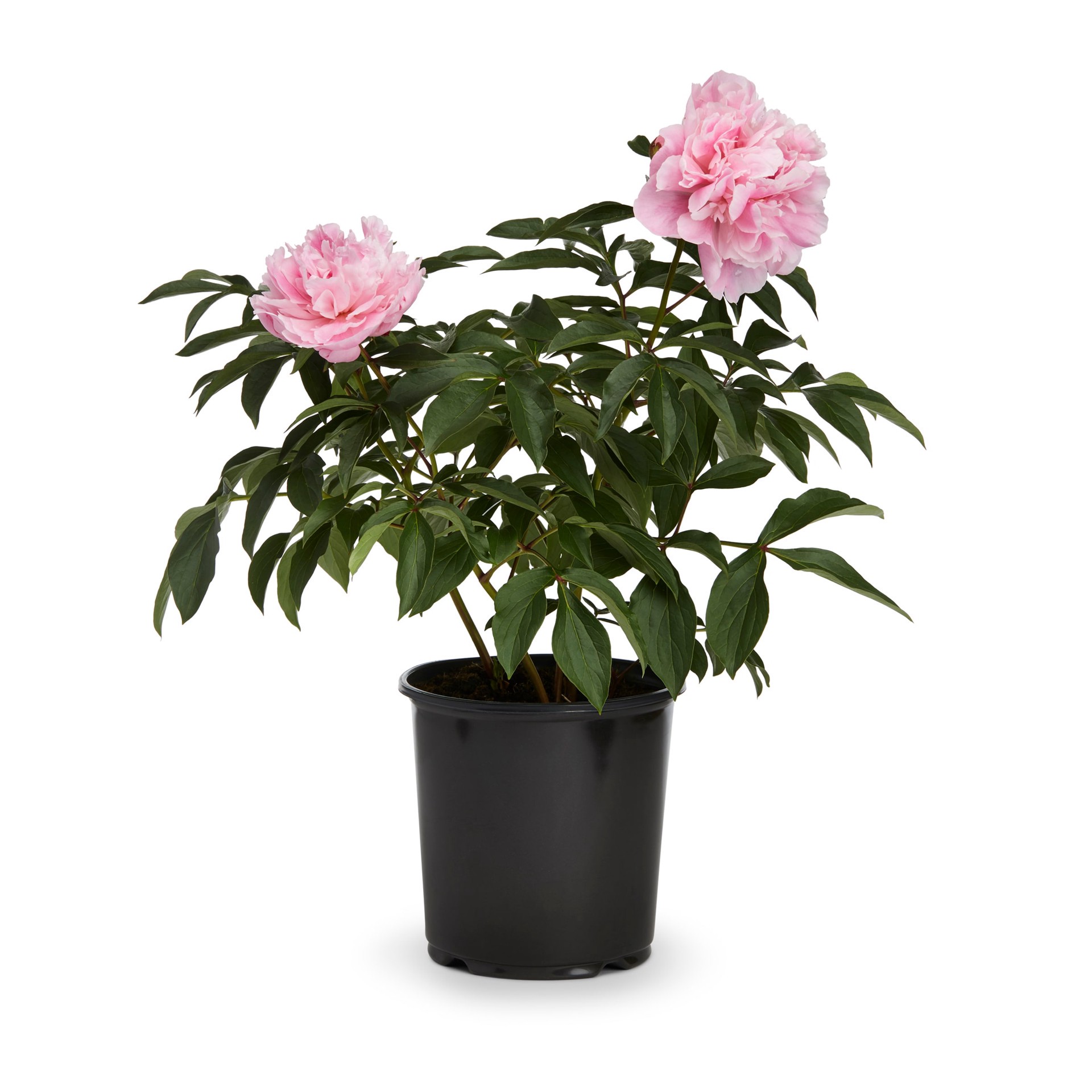 slide 3 of 4, Lowe's Multicolor Peony Plant in 1 -Gallon Pot 1 -Pack, 1 ct