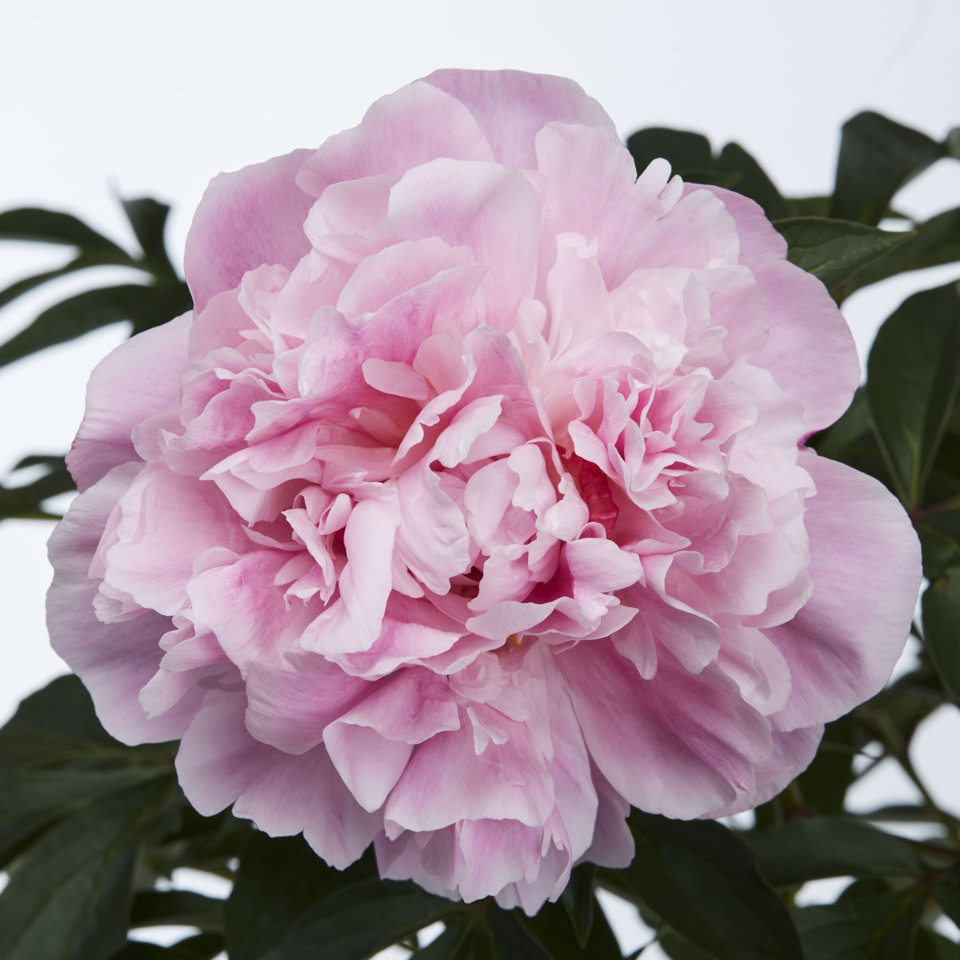 slide 4 of 4, Lowe's Multicolor Peony Plant in 1 -Gallon Pot 1 -Pack, 1 ct