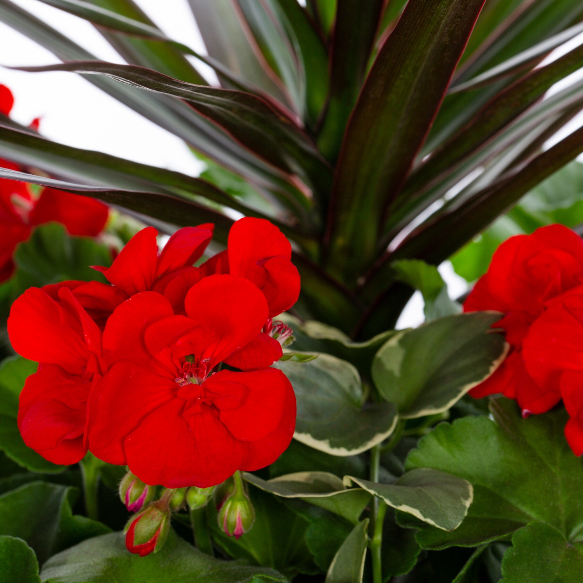 slide 2 of 2, Lowe's Mixed Annuals Combo 628 in 2.5-Gallon Planter, 1 ct