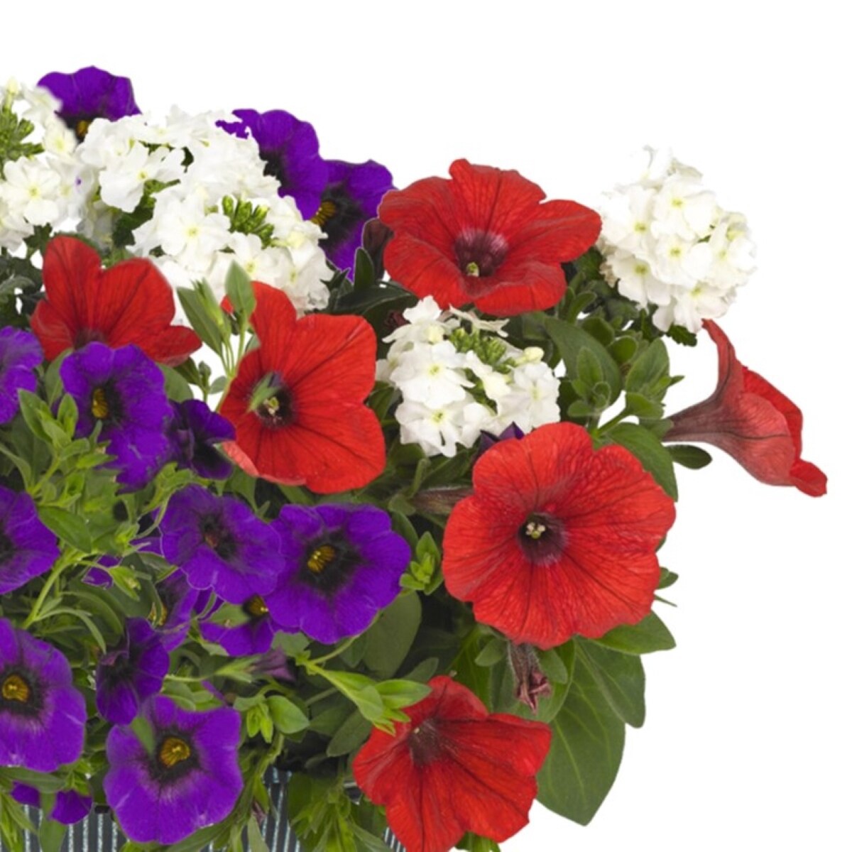 slide 2 of 2, Lowe's Multicolor Patriot Annuals Combo in 3-Gallon Pot, 1 ct