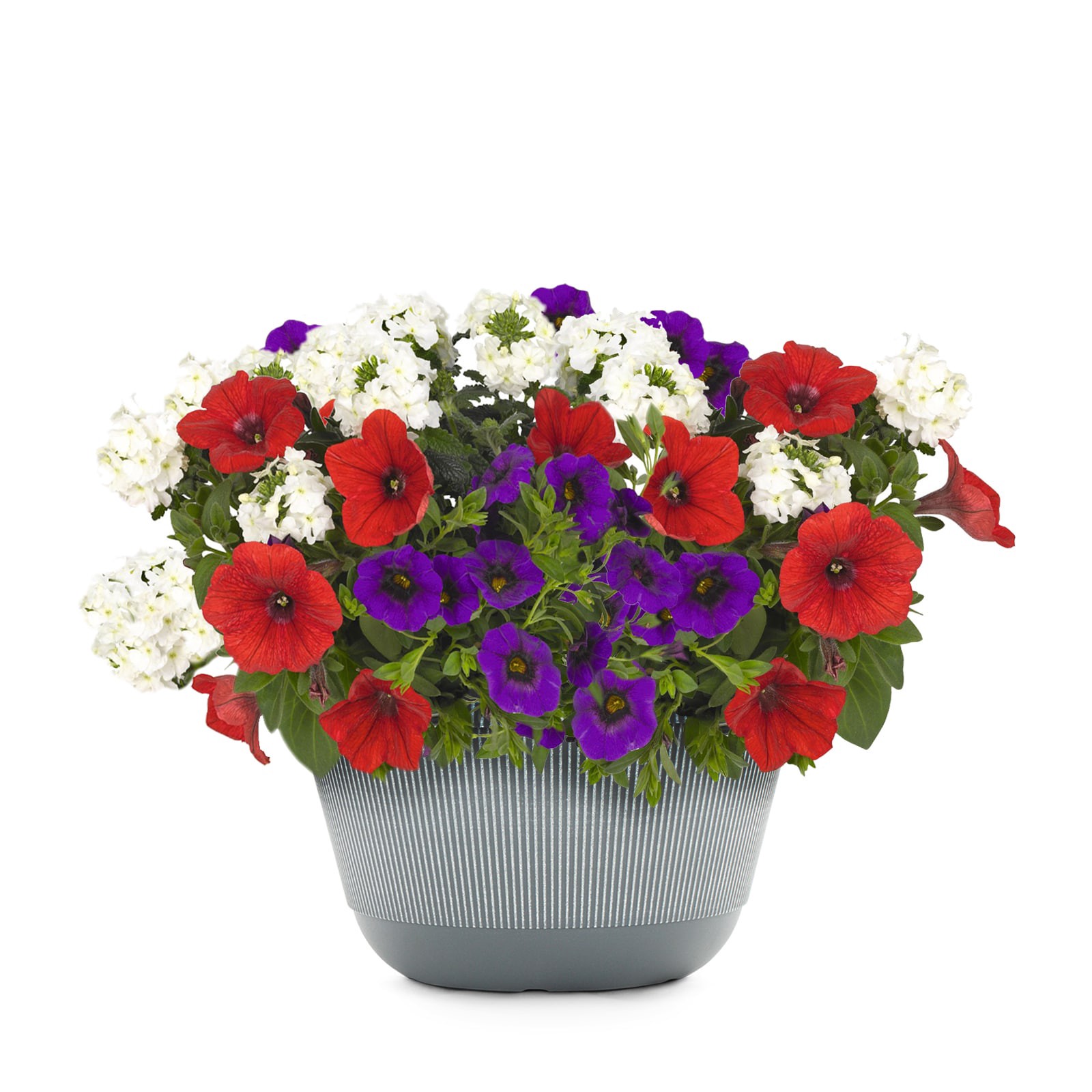 slide 1 of 2, Lowe's Multicolor Patriot Annuals Combo in 3-Gallon Pot, 1 ct