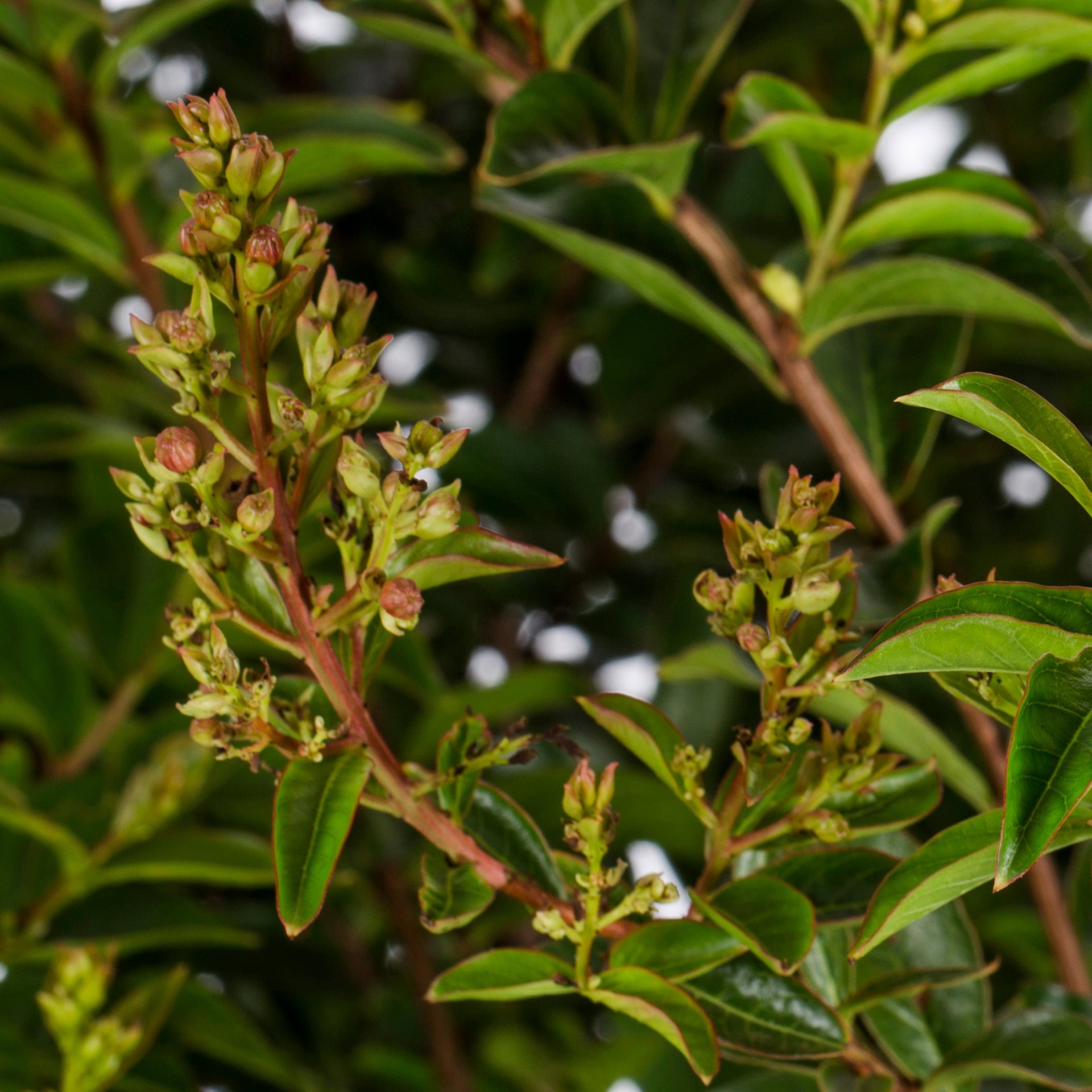 slide 2 of 2, Lowe's Crape Myrtle Flowering Shrub in 6.08 -Gallon Pot with Pink Blooms, 1 ct