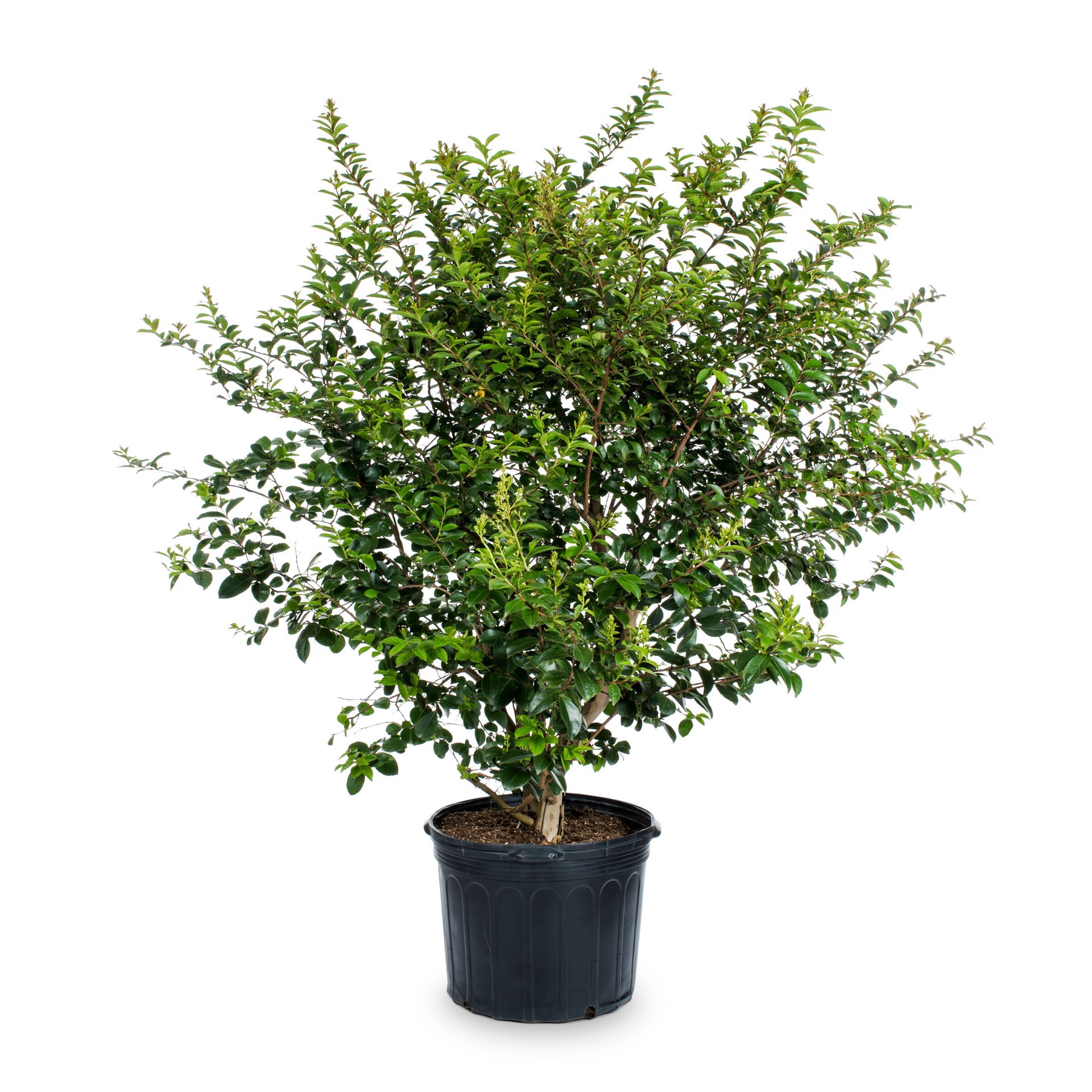 slide 1 of 2, Lowe's Crape Myrtle Flowering Shrub in 6.08 -Gallon Pot with Pink Blooms, 1 ct