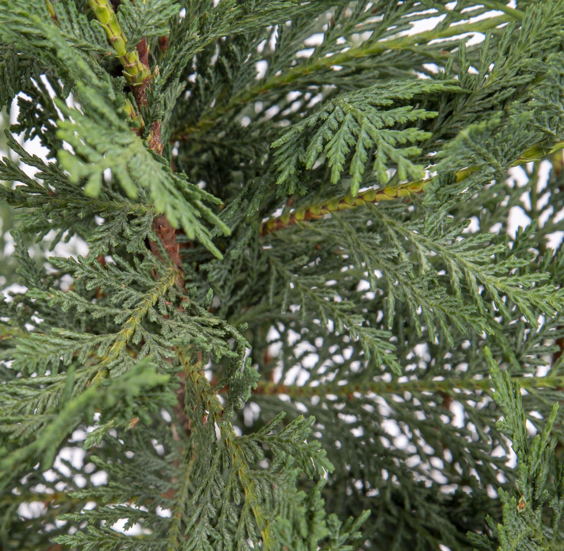 slide 2 of 2, Lowe's Leyland Cypress Screening Shrub in 2.25 -Gallon Pot 1 -Pack, 1 ct