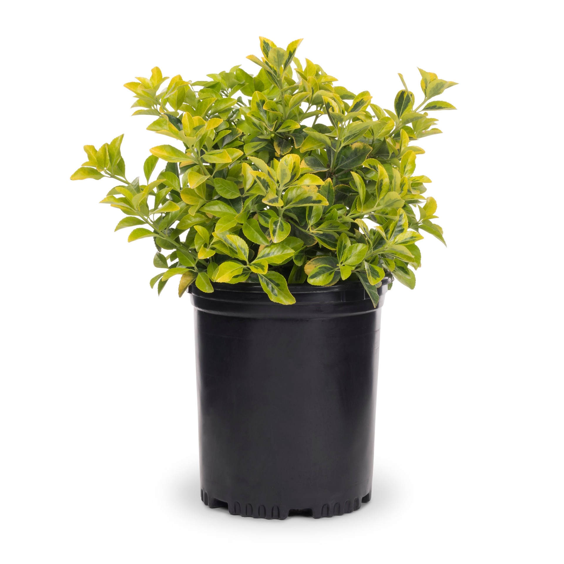 slide 1 of 2, Lowe's White Golden Euonymus Accent Shrub in 2.25-Gallon Pot, 1 ct