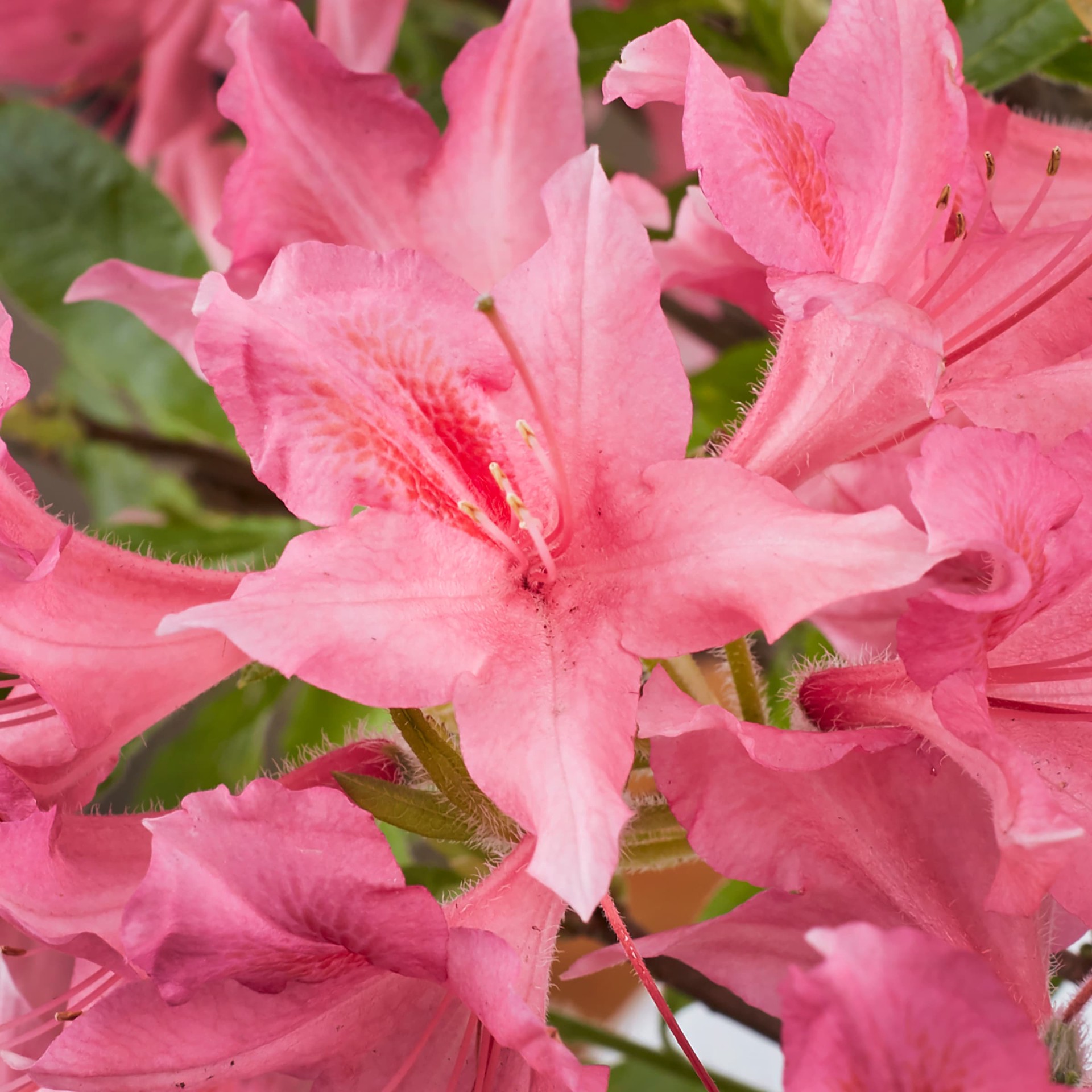 slide 2 of 6, Lowe's Azalea Flowering Shrub in 2.25 -Gallon with Multicolor Blooms, 1 ct