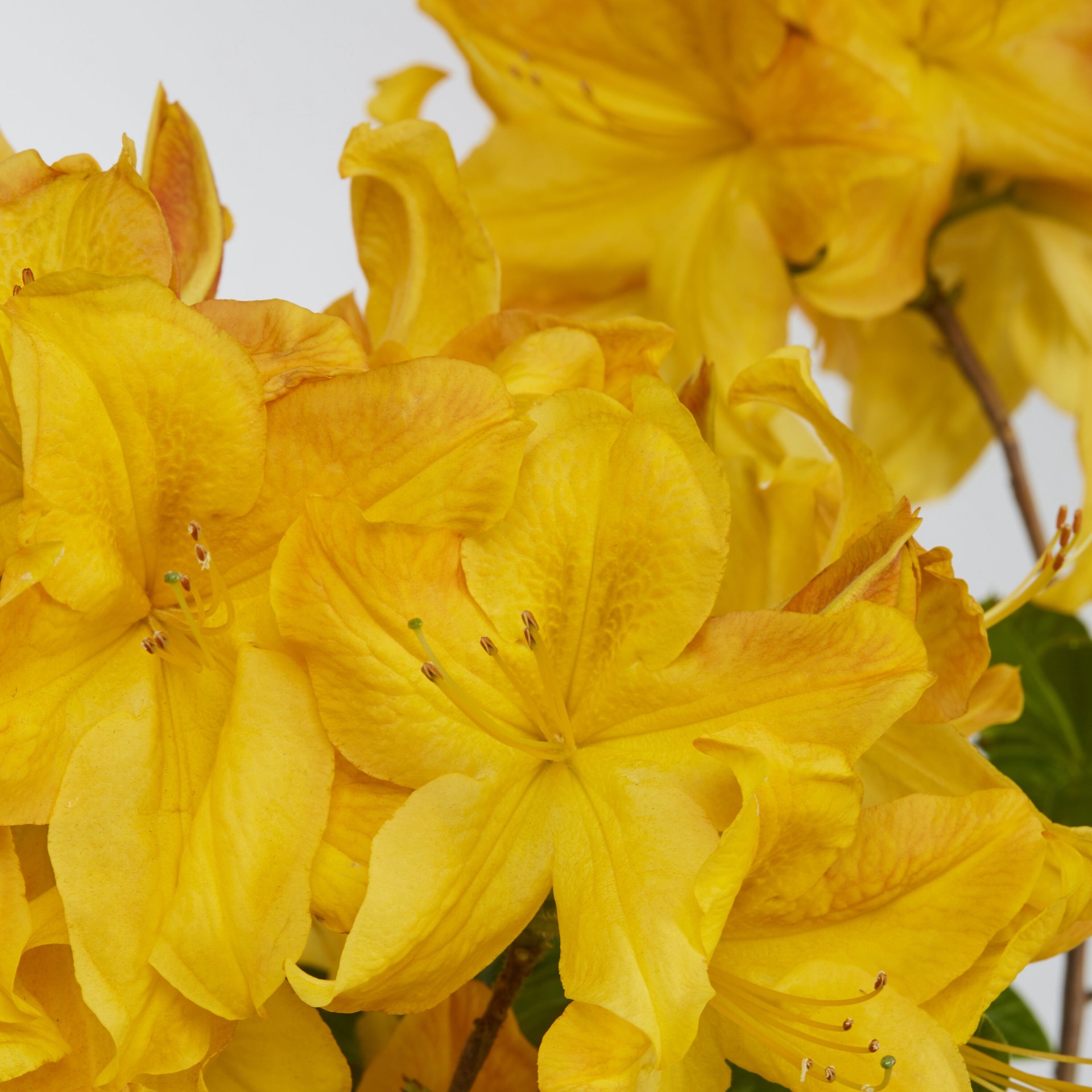 slide 3 of 6, Lowe's Azalea Flowering Shrub in 2.25 -Gallon with Multicolor Blooms, 1 ct